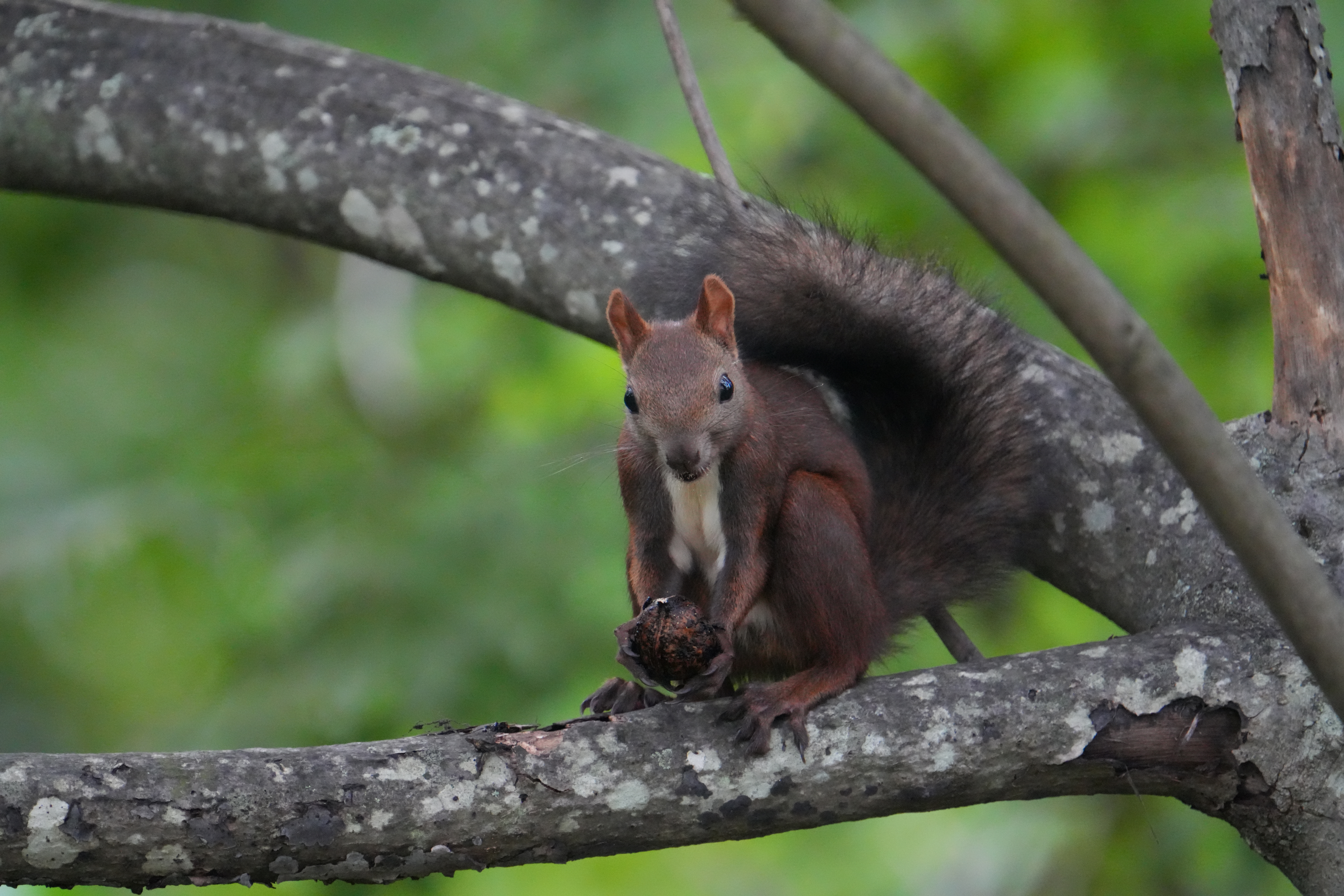 リスなどの小動物でも問題なし。ISO 12800で撮影した高感度性能にも着目して欲しい<br><span class="fnt-85">α7CR／FE 200-600mm F5.6-6.3 G OSS＋SEL14TC（x1.4テレコンバーター）／840mm／シャッター優先AE（1/320秒・F9・+0.3EV）／ISO 12800／WB：オート</span>