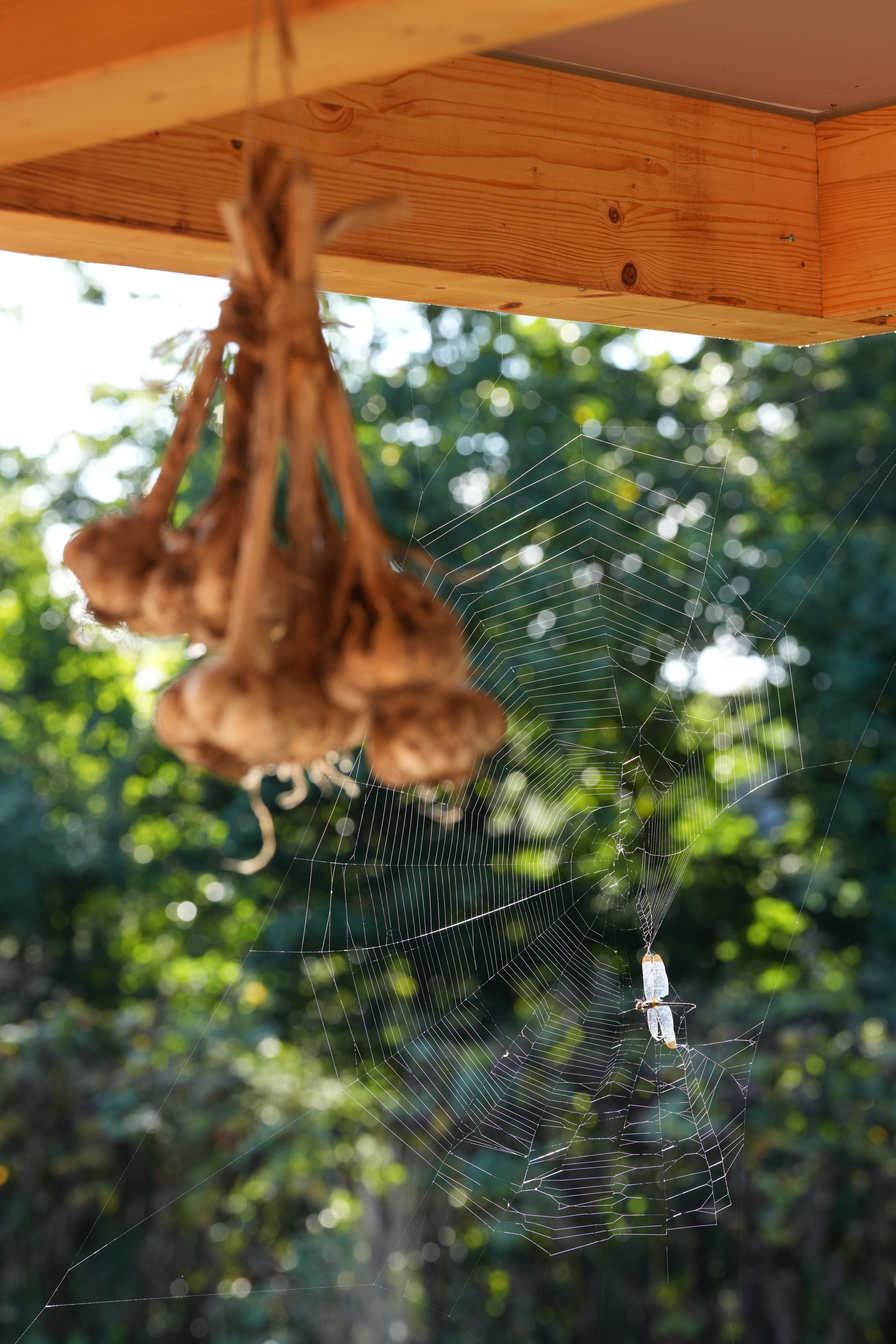 蜘蛛の巣は横糸のみがベタつく構造にすることで蜘蛛自身が糸に絡まないようになっている。この写真からは縦糸と横糸の糸の太さやべた付き感も感じ取ることができる<br><span class="fnt-85">α7CR／FE 70-200mm F2.8 GM OSS II／89mm／絞り優先AE（1/250秒・F6.3・±0EV）／ISO 500／WB：オート</span>