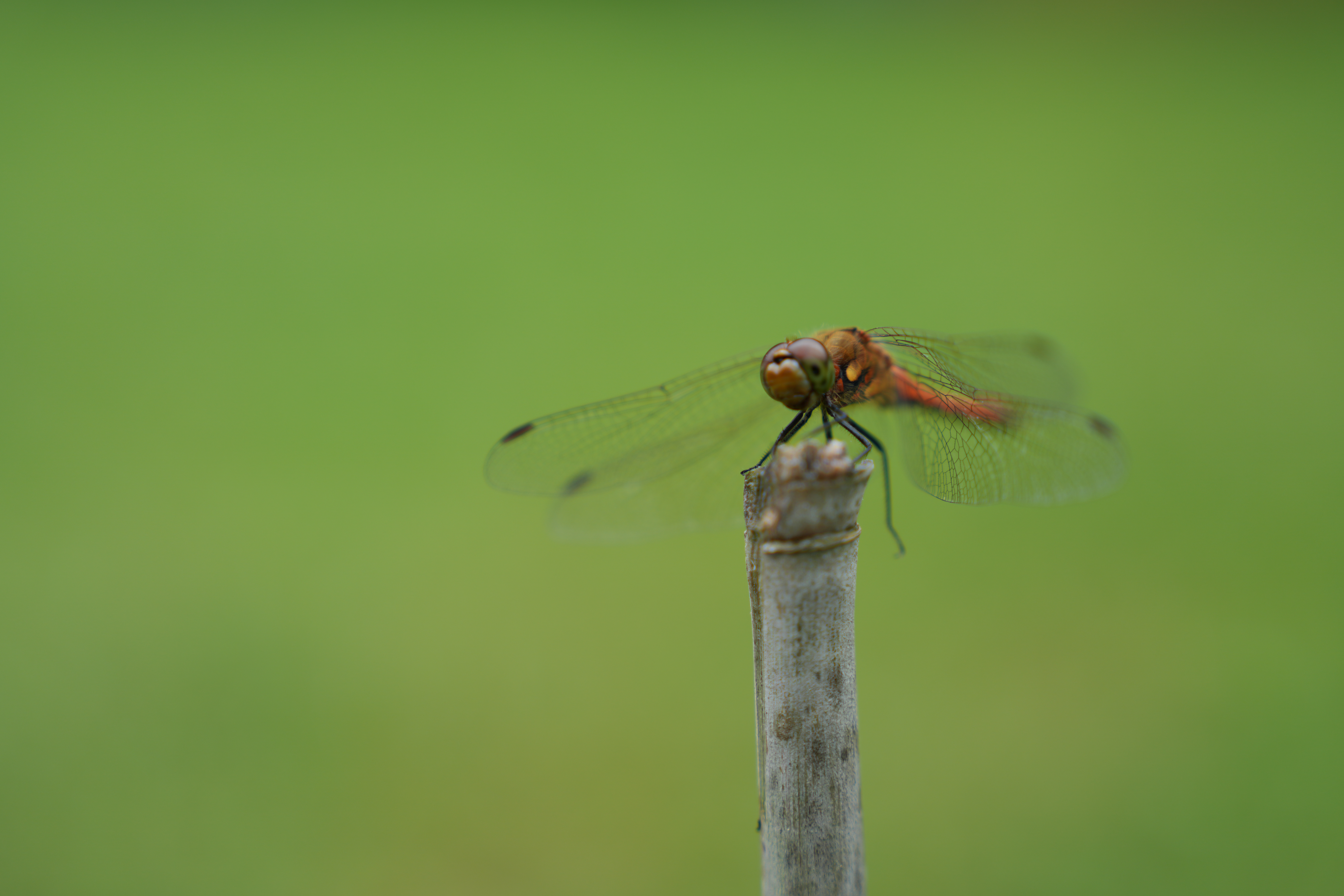 撮影する角度にもよるが、このくらいまで近づくと胴体にピントが持って行かれることも何度か発生した<br><span class="fnt-85">α7CR／FE 70-200mm F2.8 GM OSS II／70mm／絞り優先AE（1/320秒・F2.8・±0EV）／ISO 100／WB：オート</span>