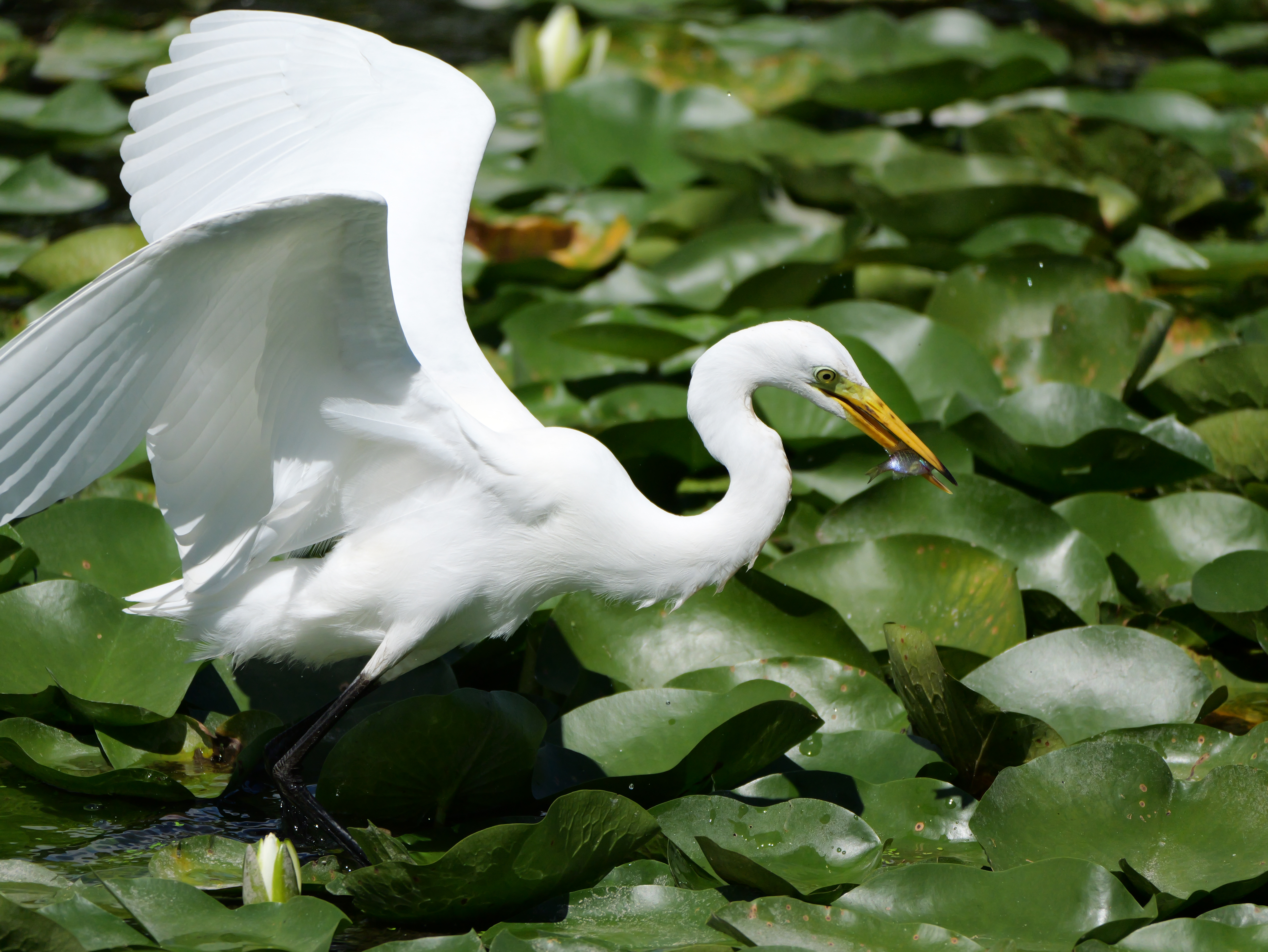 LUMIX G9PROII／LEICA DG VARIO-ELMAR 100-400mm / F4.0-6.3 II ASPH. / POWER O.I.S／400mm（800mm相当）／マニュアル露出（1/3,200秒、F6.3）／ISO 500／WB：オート