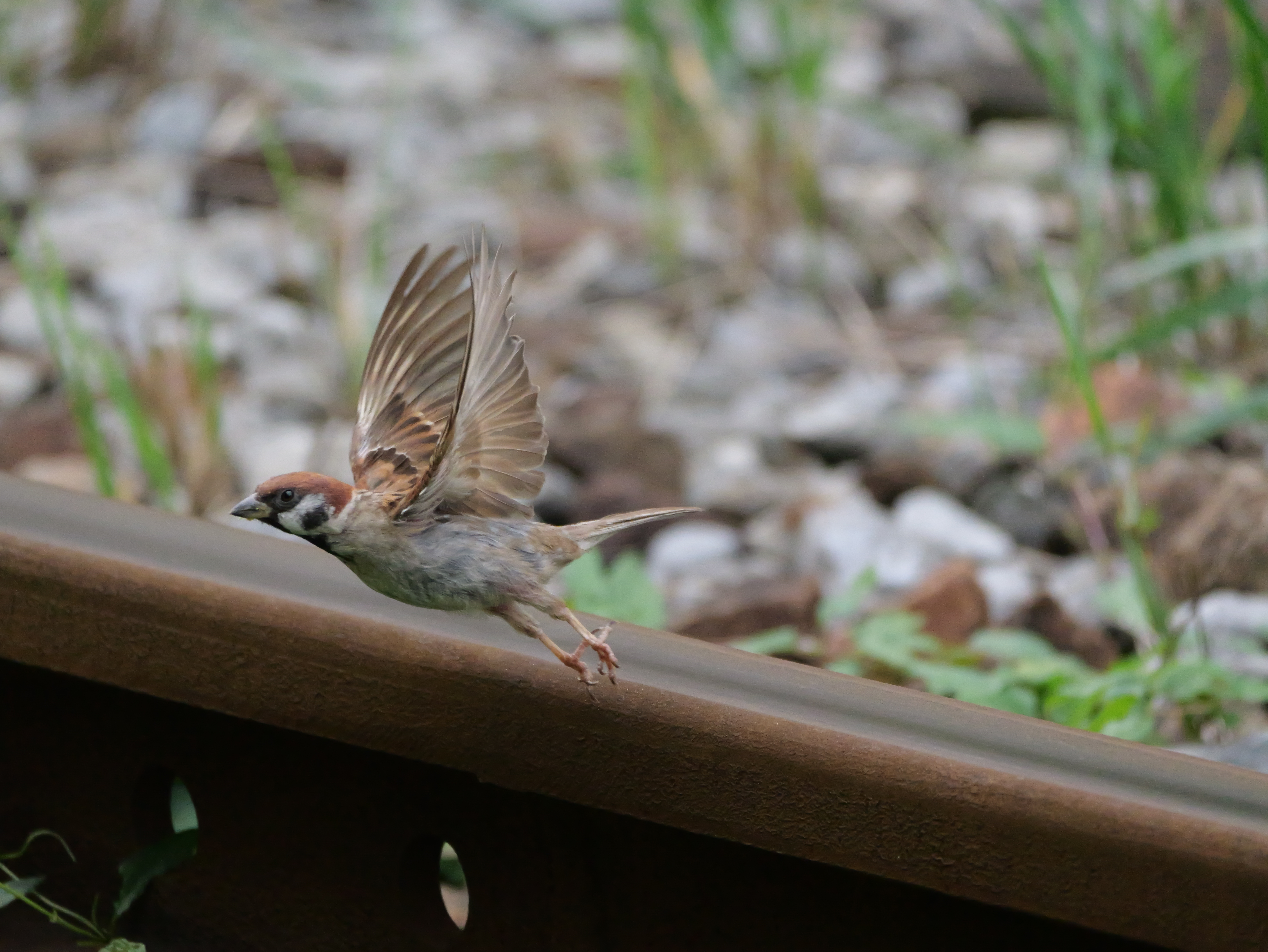LUMIX G9PROII／LEICA DG VARIO-ELMAR 100-400mm / F4.0-6.3 II ASPH. / POWER O.I.S／400mm（800mm相当）／マニュアル露出（1/4,000秒、F7.1）／ISO 5000／WB：オート