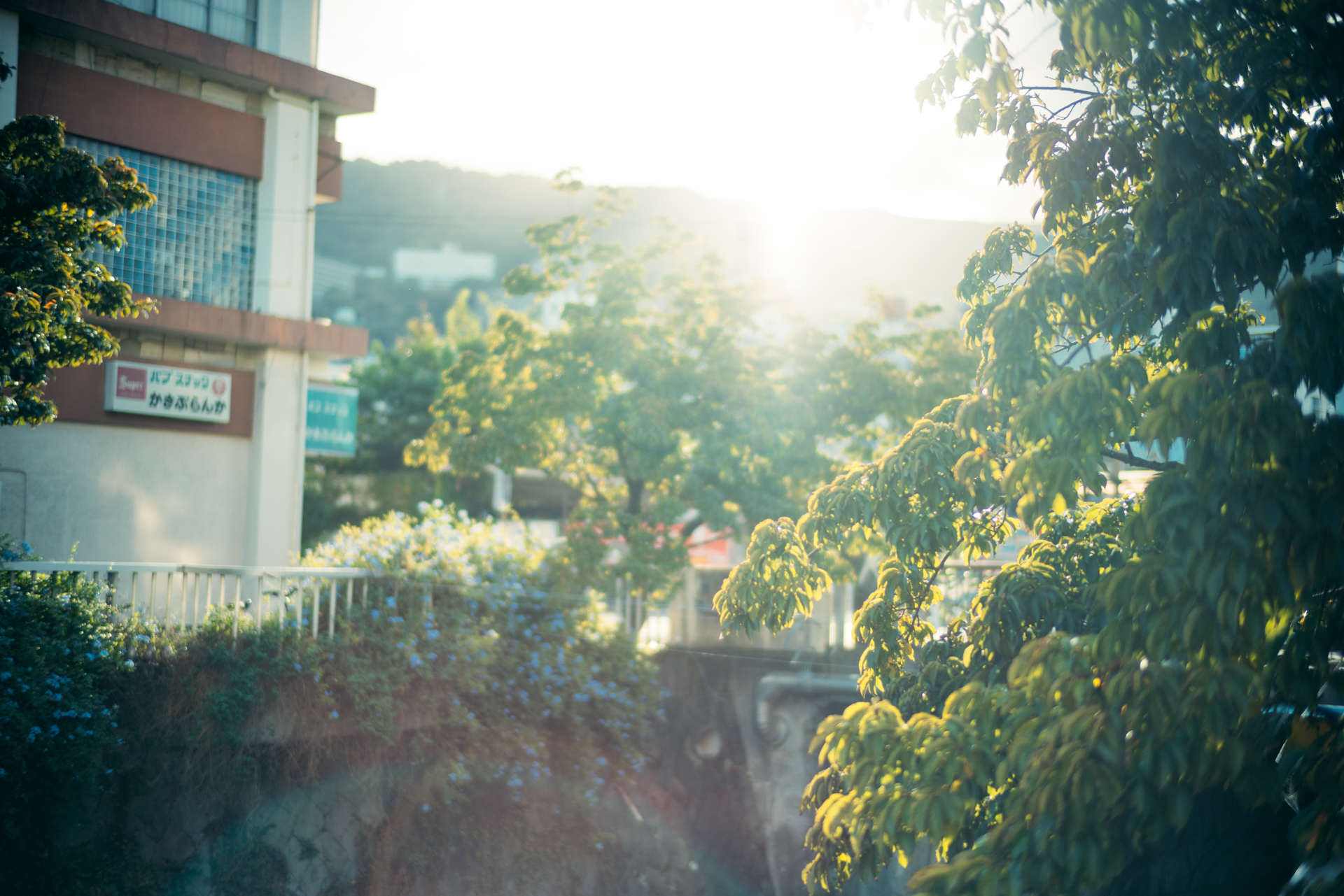 EOS R5／NOKTON 50mm F1 Aspherical／絞り優先AE（F1・1/8,000秒）／ISO 100