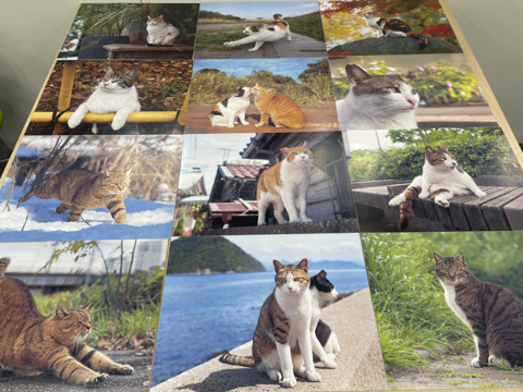 猫ひた 沖拓郎 ハート型缶バッジ ミニフォトシート おまけ付き ミニフォトカード 猫ひた 沖拓郎 ハート型 缶バッジ フォトシート レア おまけ付き ミニ