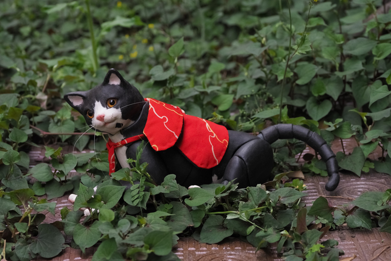 球体関節人形作家 玉青さんの作品、とても可愛らしい猫の人形（2017年）