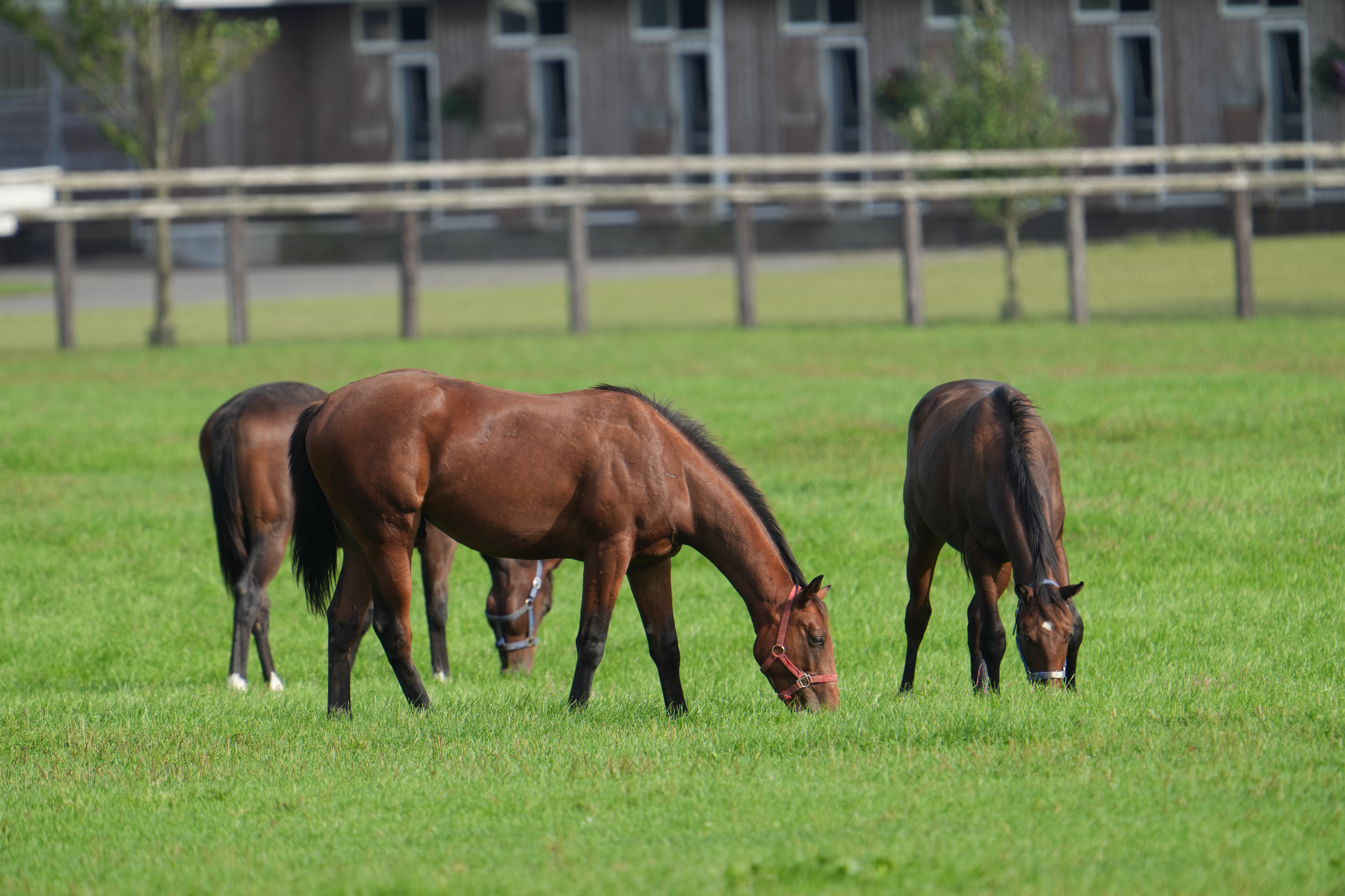 馬も問題なく瞳まで検出してくれた<br><span class="fnt-85">α7C II／FE 200-600mm F5.6-6.3 G OSS＋SEL14TC（x1.4テレコンバーター）／840mm／絞り優先AE（1/500秒・F9・±0EV）／ISO 500／WB：オート</span>