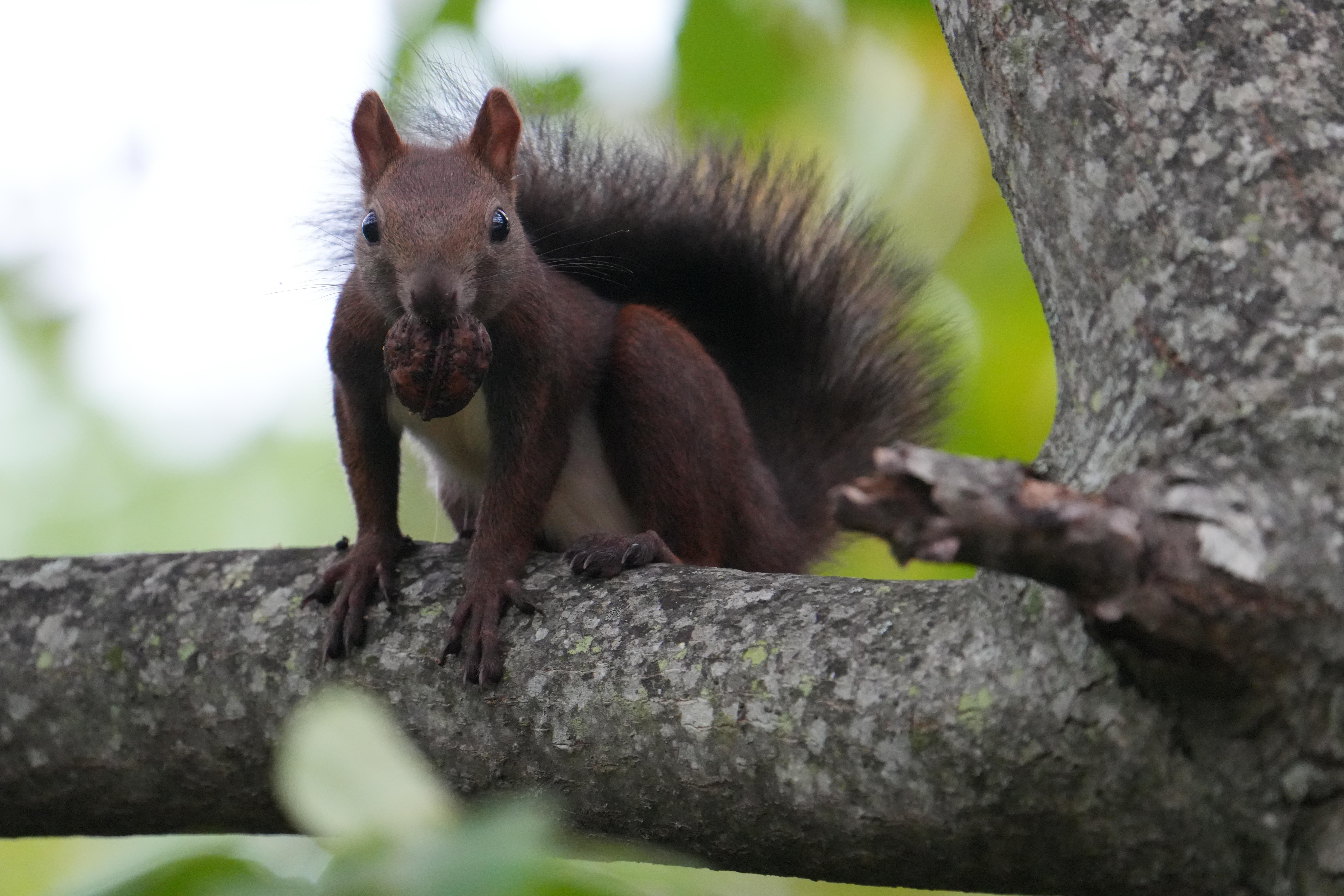 FE 200-600mm F5.6-6.3 G OSSにエクステンダーを付け、F9の暗いレンズで撮影したが全く問題なく瞳を認識。普段野生動物の撮影に慣れていなくてもレンズを向ければ簡単に撮影出来る<br><span class="fnt-85">α7C II／FE 200-600mm F5.6-6.3 G OSS＋SEL14TC（x1.4テレコンバーター）／840mm／シャッター優先AE（1/500秒・F9・-0.3EV）／ISO 12800／WB：オート</span>