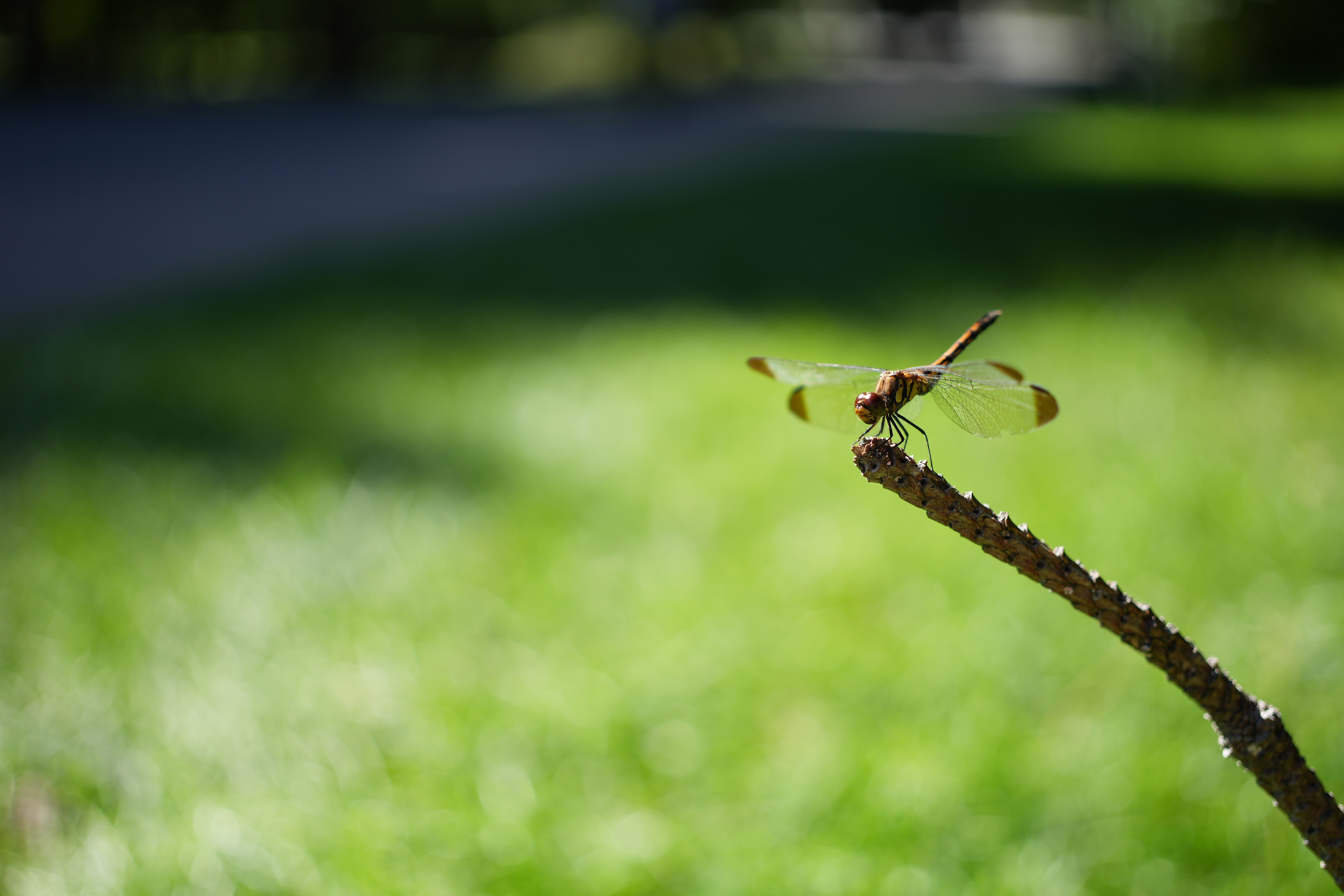 ほとんど気にならないのだが、良く見ると顔と胴体の付け根あたりにピントが来ており若干後ピン気味だ。トンボは多くのシーンでこのような傾向が見られた<br><span class="fnt-85">α7C II／FE 40mm F2.5 G／40mm／絞り優先AE（1/800秒・F2.5・±0EV）／ISO 100／WB：オート</span>