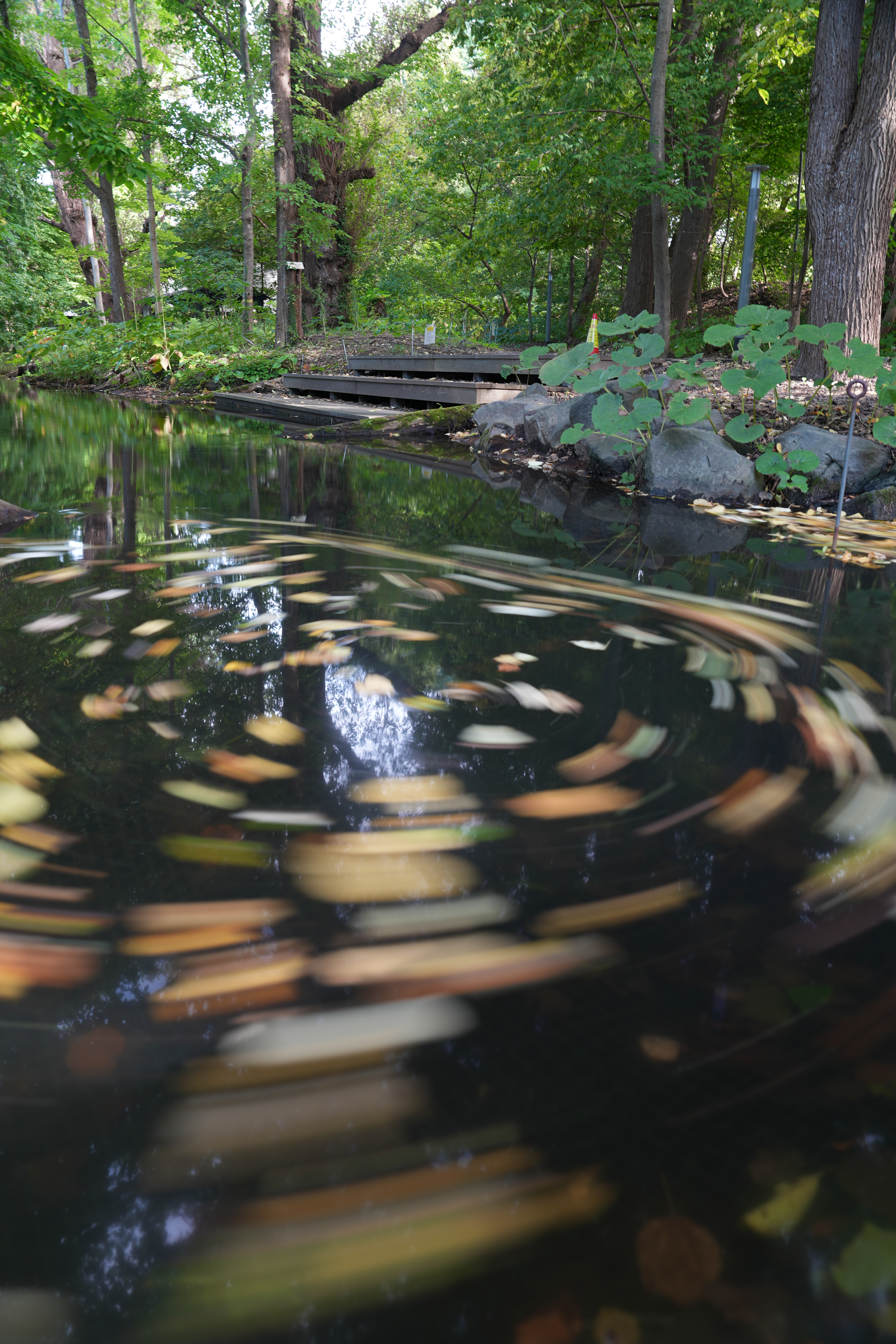 スナップ中にたまたま見つけた落ち葉の揺らめきを撮影。当然三脚は持っていないので手持ちスローシャッターにトライした。周辺が僅かにブレているが手持ち2.5秒でこれだけ撮れれば十分だろう。ND16を使用<br><span class="fnt-85">α7C II／FE 24-70mm F2.8 GM II／24mm／シャッター優先AE（2.5秒・F4.5・±0EV）／ISO 100／WB：オート</span>