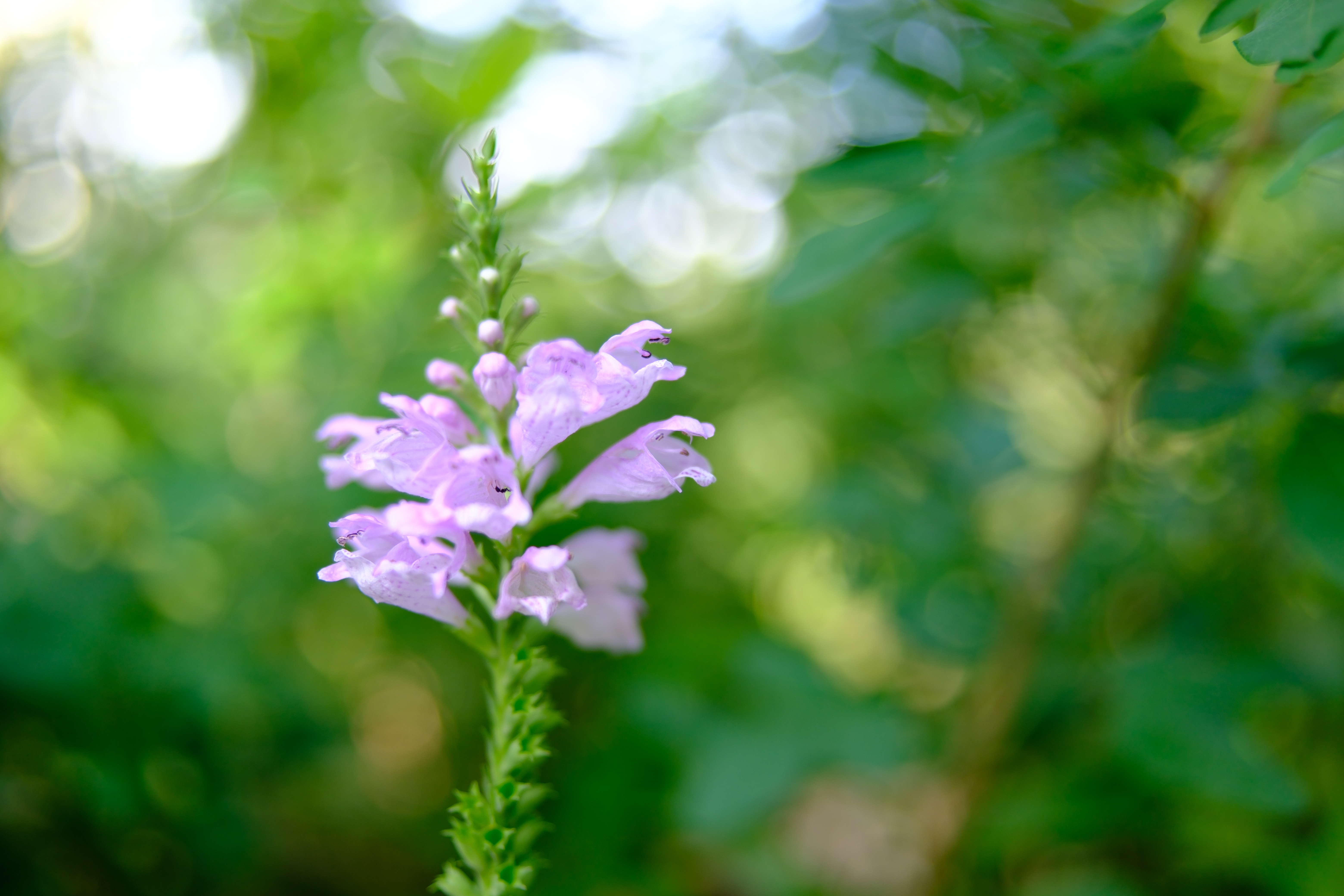 X-H2S／SIGMA 23mm F1.4 DC DN｜Contemporary／23mm（35mm相当）／絞り優先AE（1/350秒、F1.4、＋1.0EV）／ISO 160