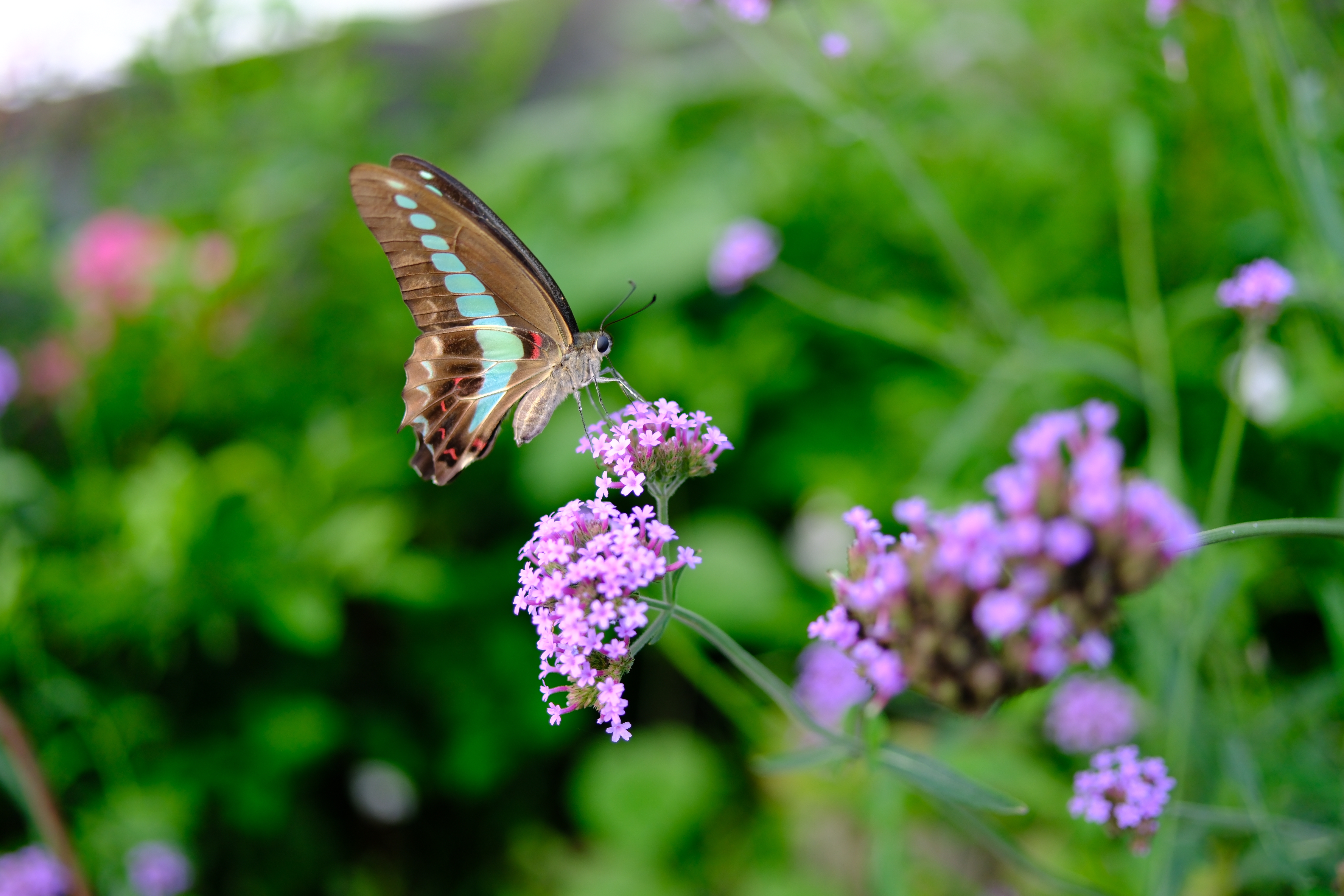 X-H2S／SIGMA 23mm F1.4 DC DN｜Contemporary／23mm（35mm相当）／絞り優先AE（1/1,400秒、F1.4、±0.0EV）／ISO 160