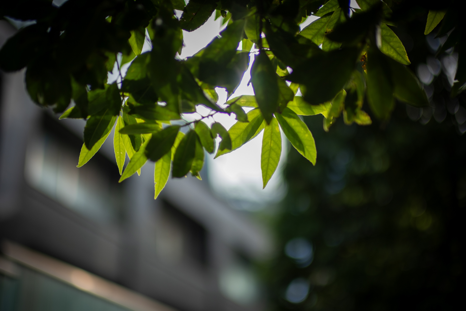 葉の裏に太陽があるという大逆光状態であります。輪郭にはフリンジが確認できますが、目立つほどじゃありません。簡単に補正もできますが、デフォルトのままでお見せします<br>X-T5／NOKTON 35mm F0.9 Aspherical／絞り優先AE（F0.9・1/8,000秒・-0.7EV）／ISO 200／プロビア