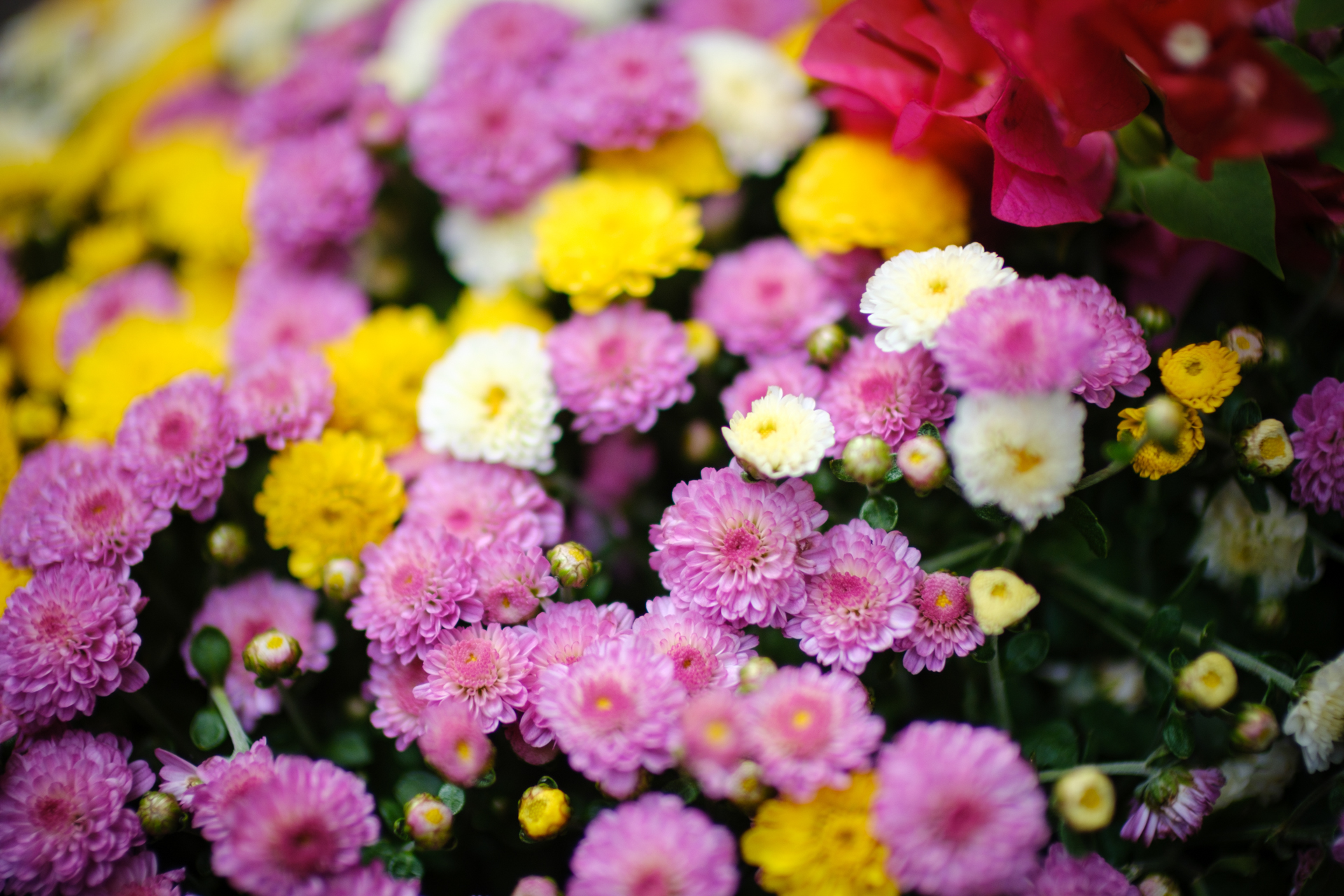 町中華の店頭前にあった花。撮影距離は0.5m。どの花を主人公にするか迷うわけですが、フォーカスエリアを移動すれば狙った花だけにフォーカスできます。自然なボケですが、使用したレンズの焦点距離が分かりづらいのがミソというわけです<br>X-T5／NOKTON 35mm F0.9 Aspherical／絞り優先AE（F0.9・1/6,000秒・-0.7EV）／ISO 200／ベルビア