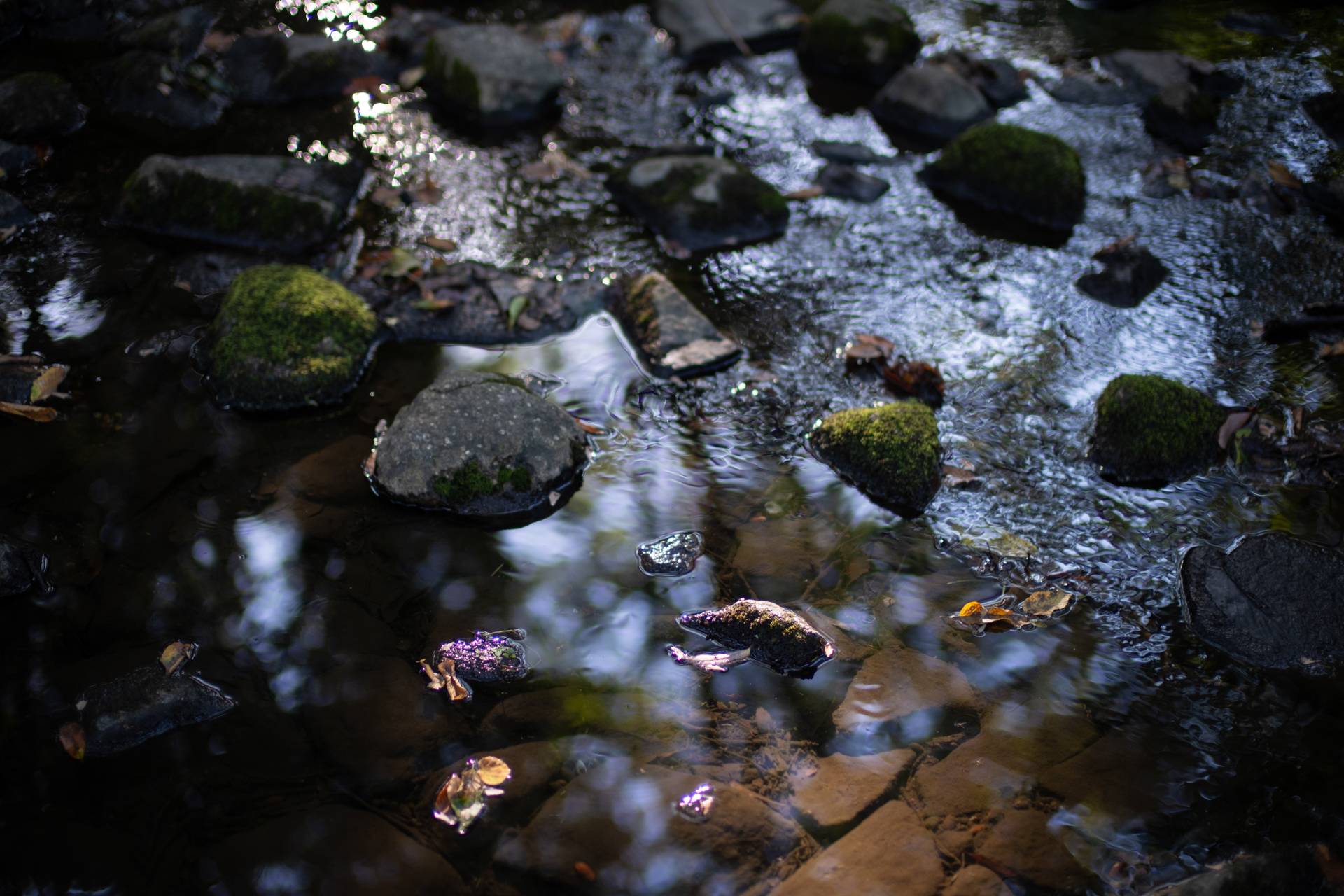 こういう写真も個人的には苦手ですが、F0.9の威力で撮らされてしまいました。キレイな描写ですが、もう少し絞った方が写真的には良くないですかね<br>X-T5／NOKTON 35mm F0.9 Aspherical／絞り優先AE（F0.9・1/950秒・-1.7EV）／ISO 125／プロビア