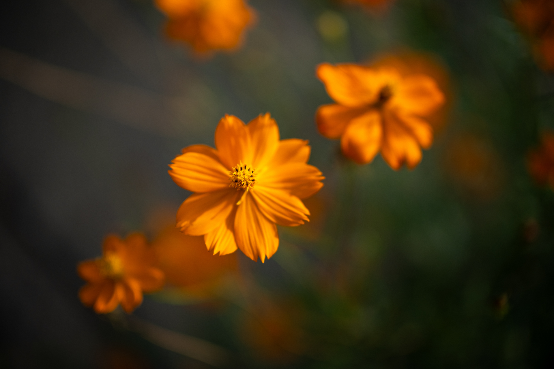 風に揺れる花を開放絞りにて。連写してフォーカスの合っているコマを抽出。現代写真術です。フィルムは高価すぎてこんなお遊びはできません。すごく不思議なボケが効いています<br>X-T5／NOKTON 35mm F0.9 Aspherical／絞り優先AE（F0.9・1/14,000秒・-1EV）／ISO 125／プロビア