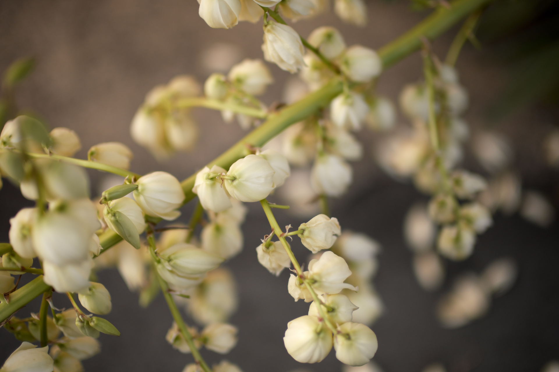 ボケ味を思い切り見せてやろうという姑息な構図です。でもクセがなさすぎて普通ですね。もっとグチャグチャになるボケの方が最近はウケるんじゃないかな。レンズの設計者には怒られそうです<br>X-T5／NOKTON 35mm F0.9 Aspherical／絞り優先AE（F0.9・1/3,800秒・-0.7EV）／ISO 200／アスティア
