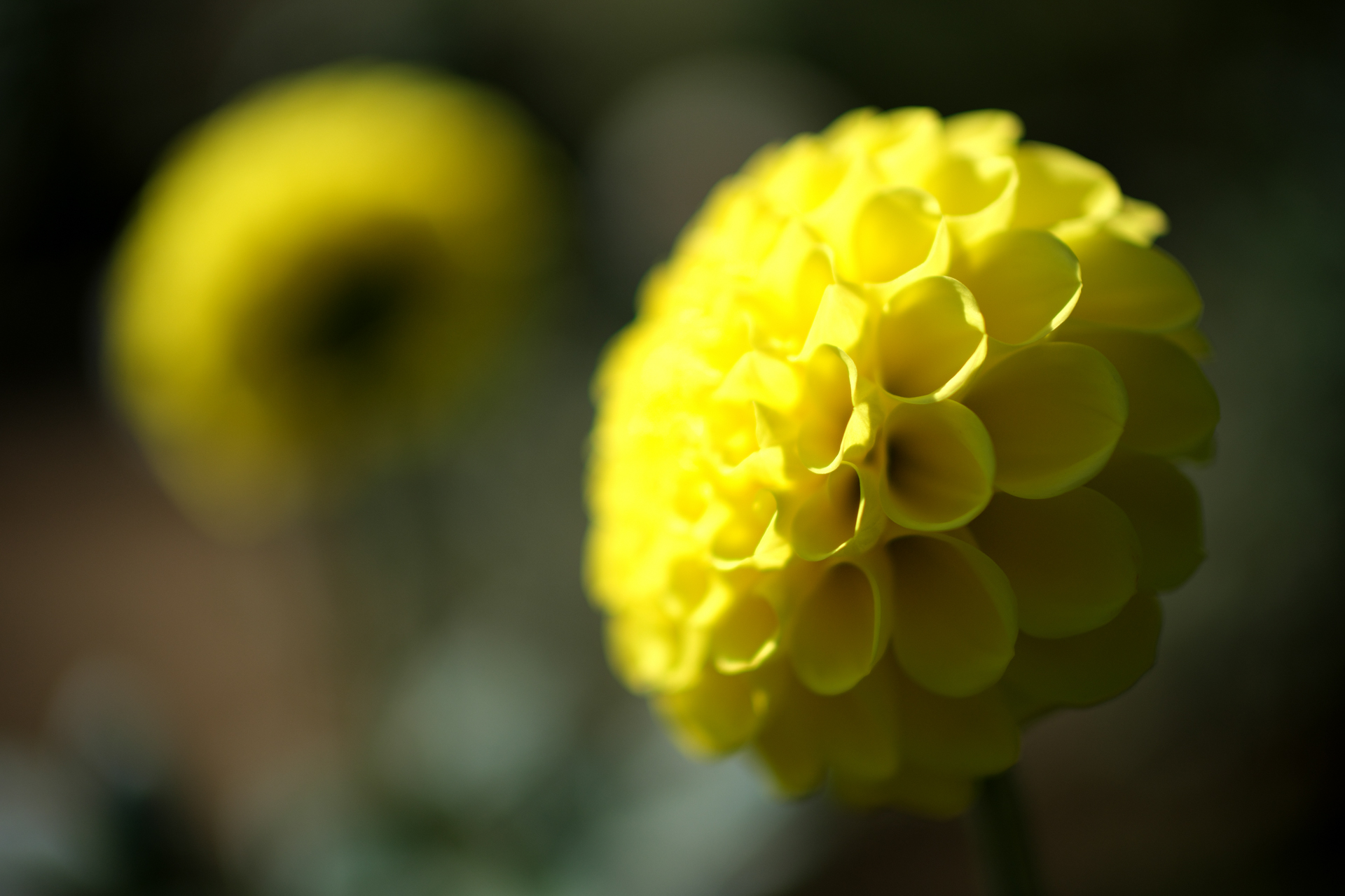 これもダリアなんですが、背景に同じ花があったので入れ込んでみました。明暗差ありますが階調再現の繋がりがとても良いのが特徴であります<br>X-T5／NOKTON 35mm F0.9 Aspherical／絞り優先AE（F0.9・1/15,000秒・±0EV）／ISO 125／プロビア