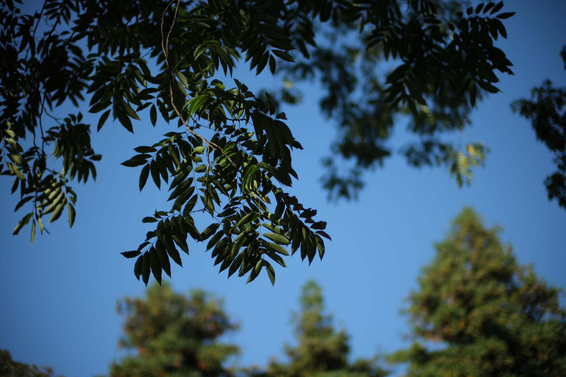 手前の葉までが3mです。これでも背景のボケは大きいですね。焦点距離がわかりづらい面白さがあります<br>X-T5／NOKTON 35mm F0.9 Aspherical／絞り優先AE（F0.9・1/16,000秒・-1EV）／ISO 125／プロビア