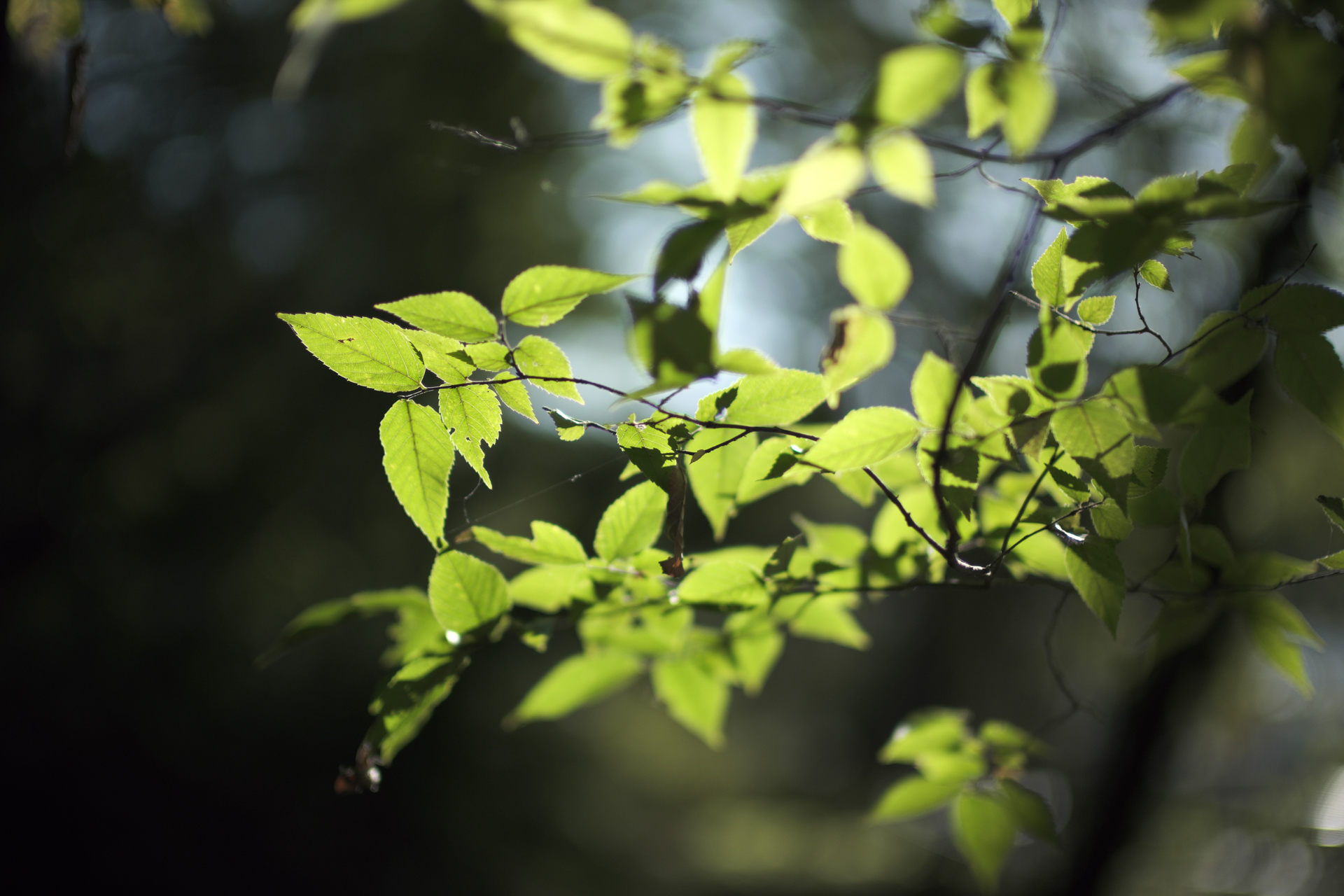 木漏れ日が当たる葉っぱ。フォーカスは先端に合わせています。枝の一部に二線ボケが確認できた唯一のコマですが、問題とされません。これだけ背景が複雑な条件なのに全てをボケで吹っ飛ばしてしまう力を感じました<br>X-T5／NOKTON 35mm F0.9 Aspherical／絞り優先AE（F0.9・1/10,500秒・-1EV）／ISO 125／プロビア