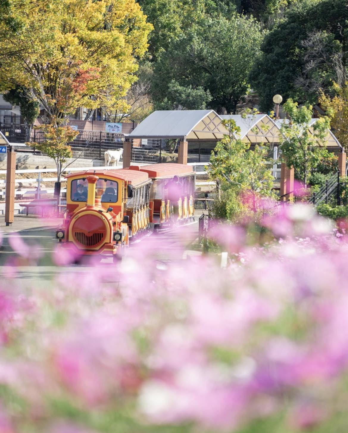 昨年の大賞作品「コスモス部門」
