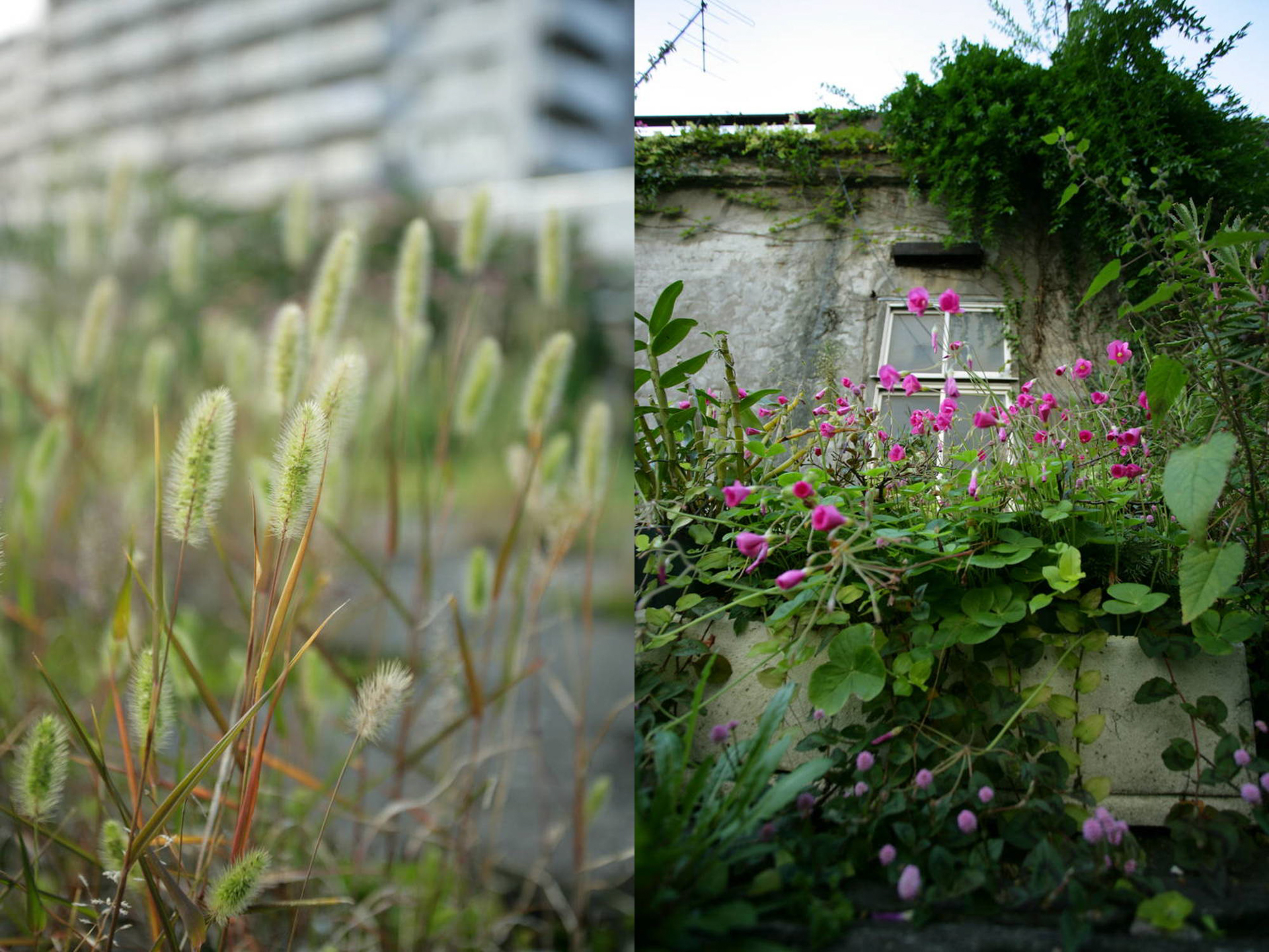 エノコログサやハナカタバミ、ヒメツルソバなどが伸び伸びとしている
