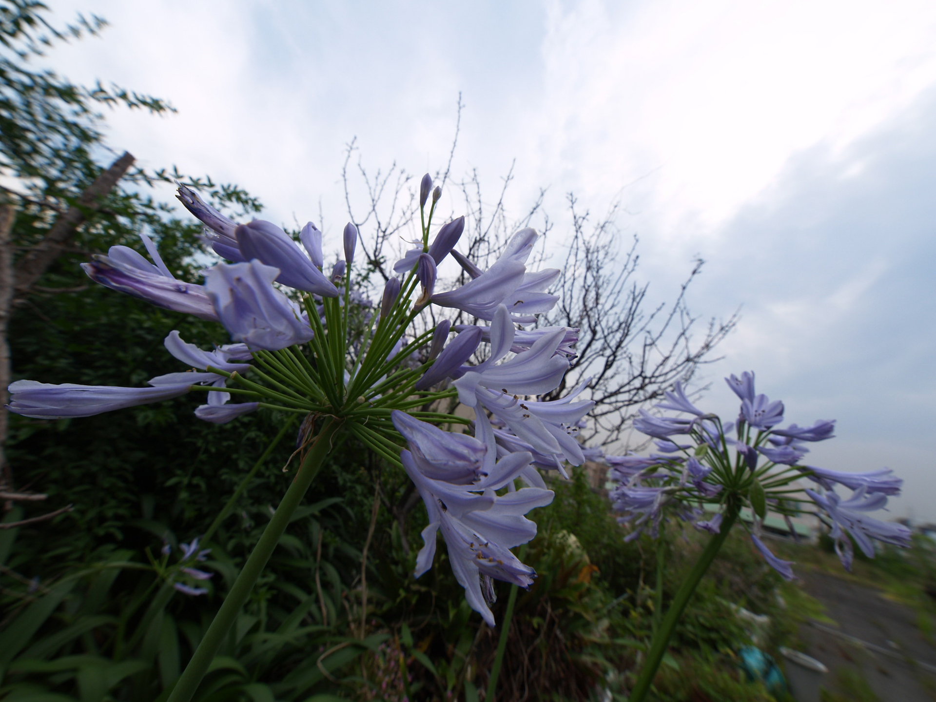 アガパンサスは性質が強く植えっぱなしでほとんど手がかからない