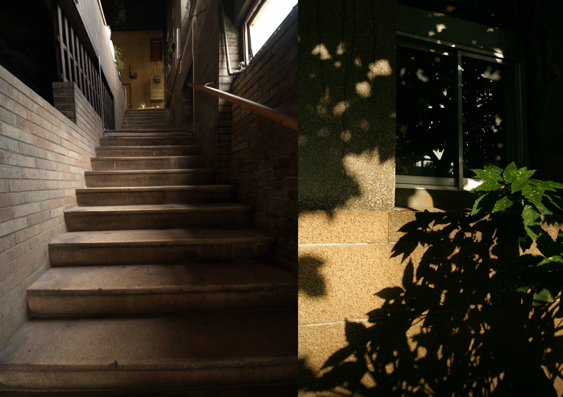 表にも室内にもたくさんの鉢植えや植物がある