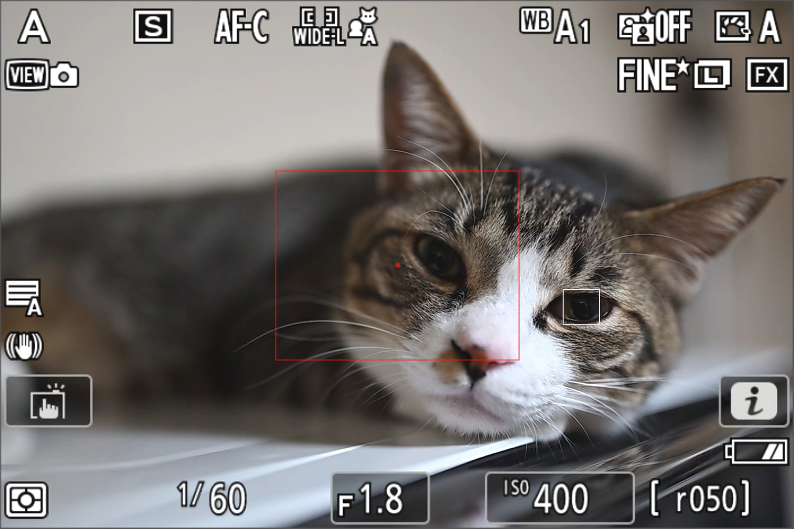 被写体検出「動物」でのモニター状況。自動で猫の瞳にピントを合わせつづけてくれます