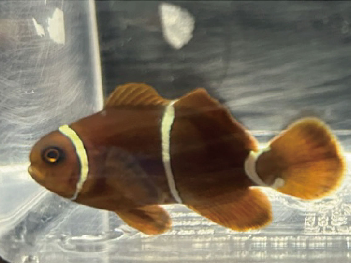 スパインチークアネモネフィッシュ（生後約1年）