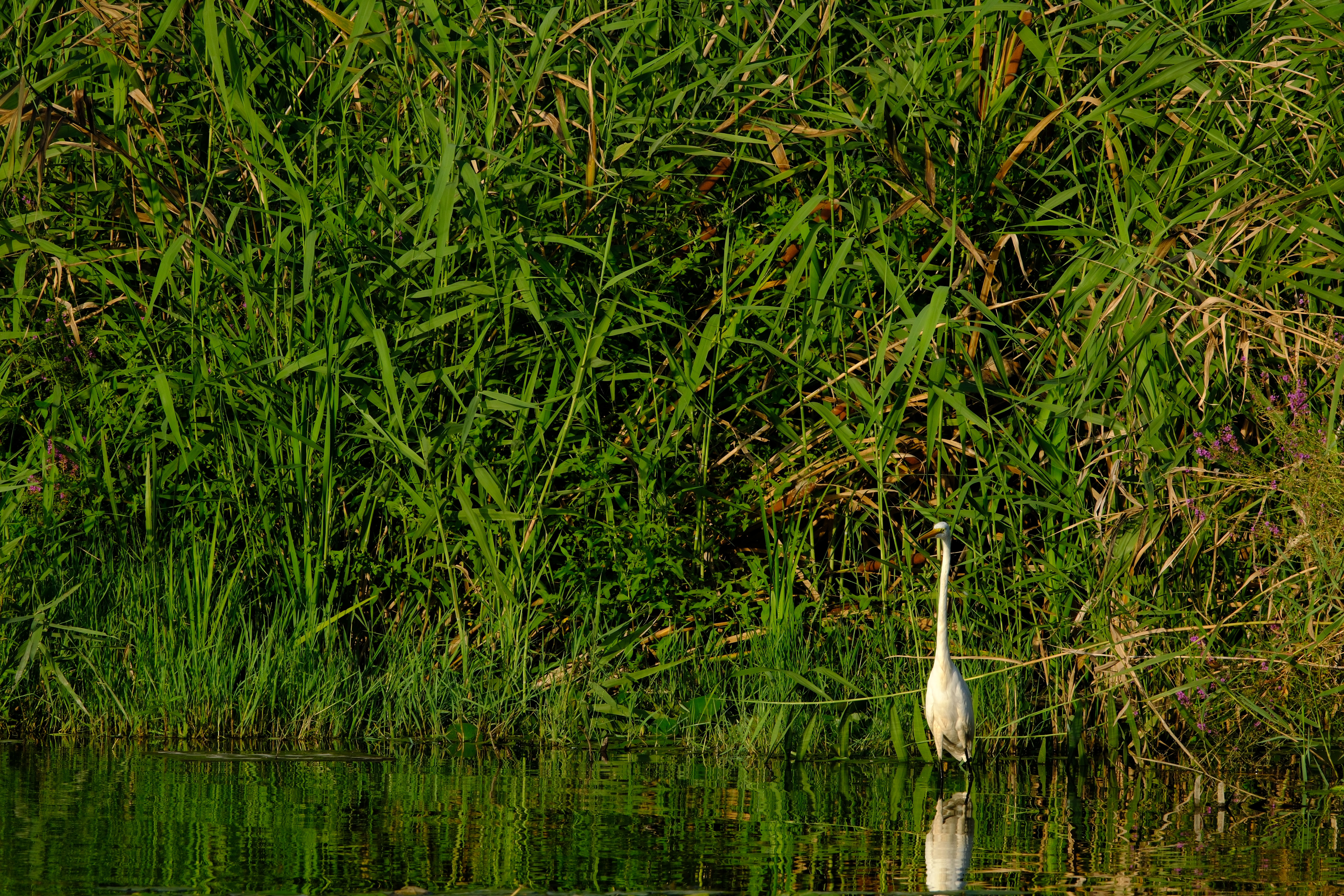 X-H2S／SIGMA 100-400mm F5-6.3 DG DN OS｜Contemporary／400mm（600mm相当）／絞り優先AE（1/350秒、F11、−1.0EV）／ISO 400