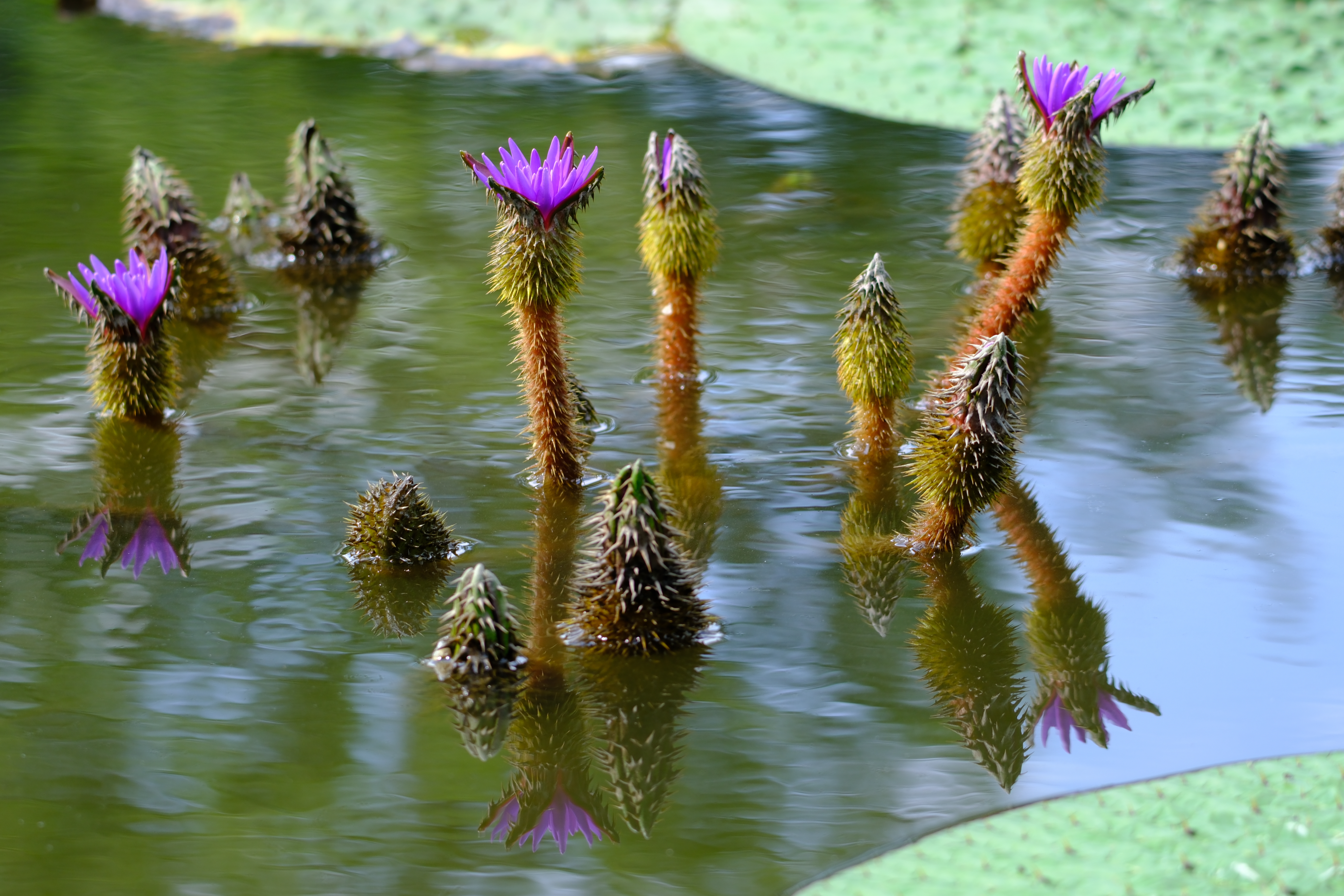 X-H2S／SIGMA 100-400mm F5-6.3 DG DN OS｜Contemporary／155mm（233mm相当）／絞り優先AE（1/60秒、F5.6、＋1.3EV）／ISO 160