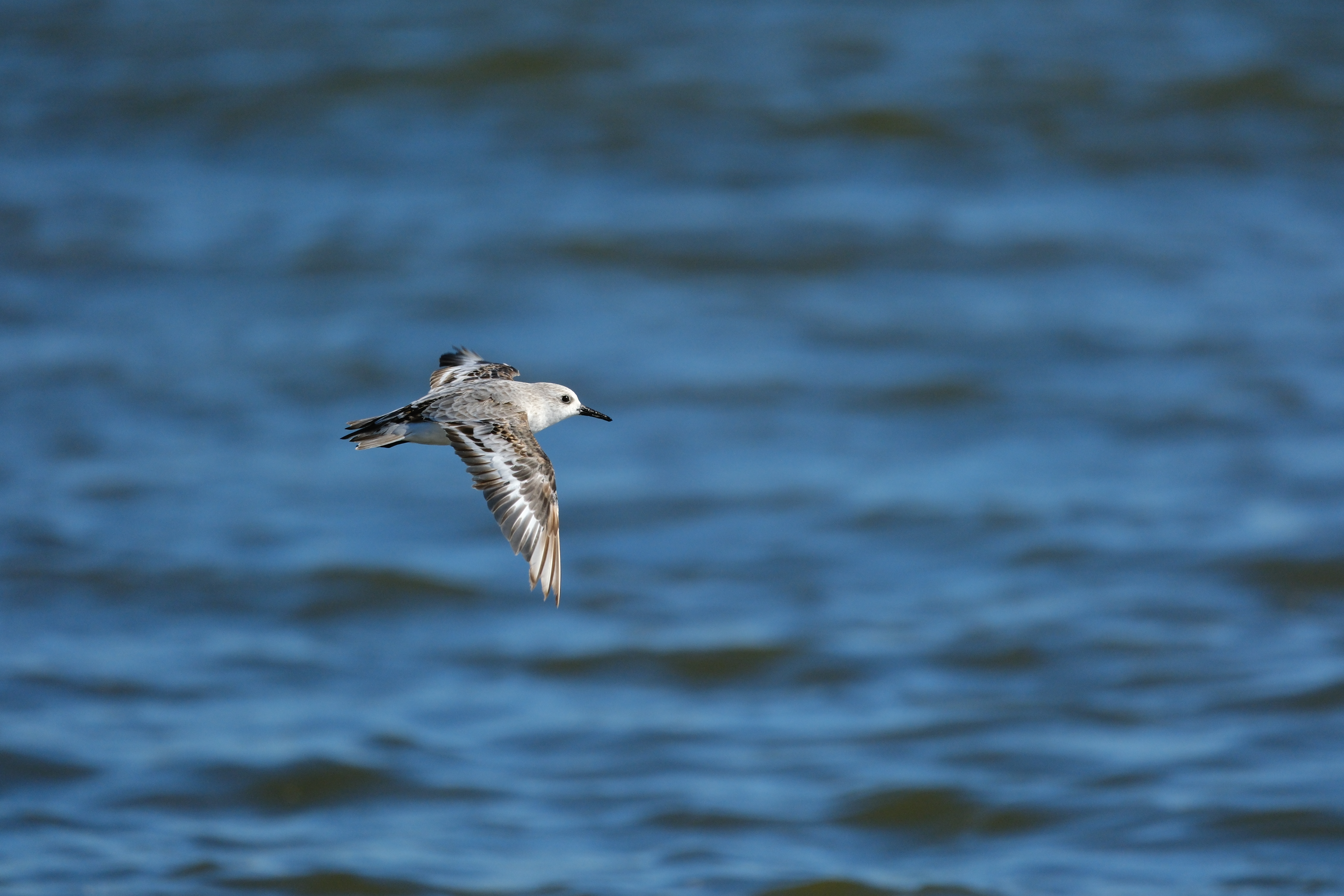 X-H2S／SIGMA 100-400mm F5-6.3 DG DN OS｜Contemporary／400mm（600mm相当）／絞り優先AE（1/3,200秒、F6.3、−0.3EV）／ISO 1000