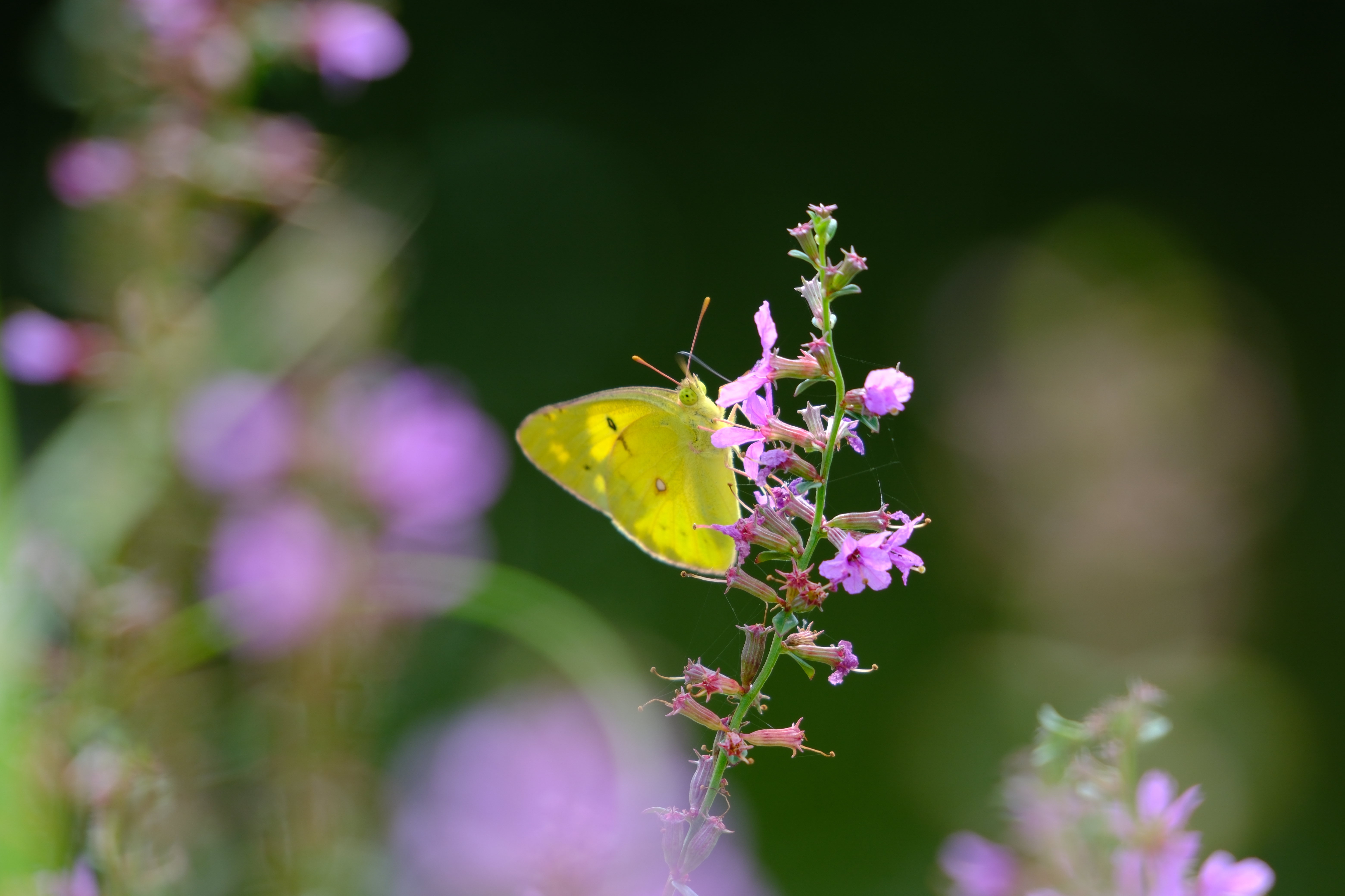 X-H2S／SIGMA 100-400mm F5-6.3 DG DN OS｜Contemporary／400mm（600mm相当）／絞り優先AE（1/100秒、F6.3、±0.0EV）／ISO 160