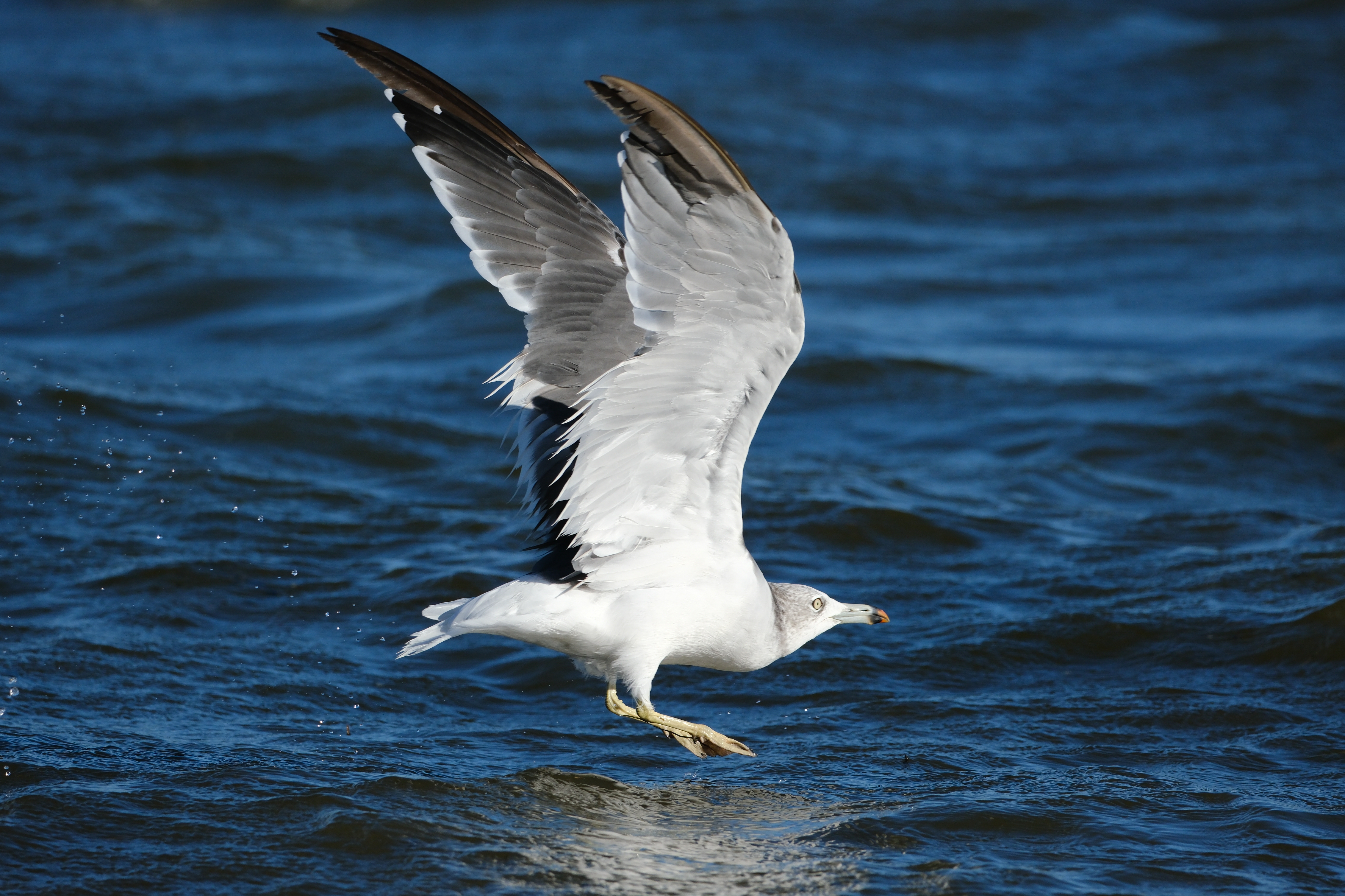 X-H2S／SIGMA 100-400mm F5-6.3 DG DN OS｜Contemporary／280.4mm（421mm相当）／絞り優先AE（1/3,200秒、F6.3、−0.7EV）／ISO 640