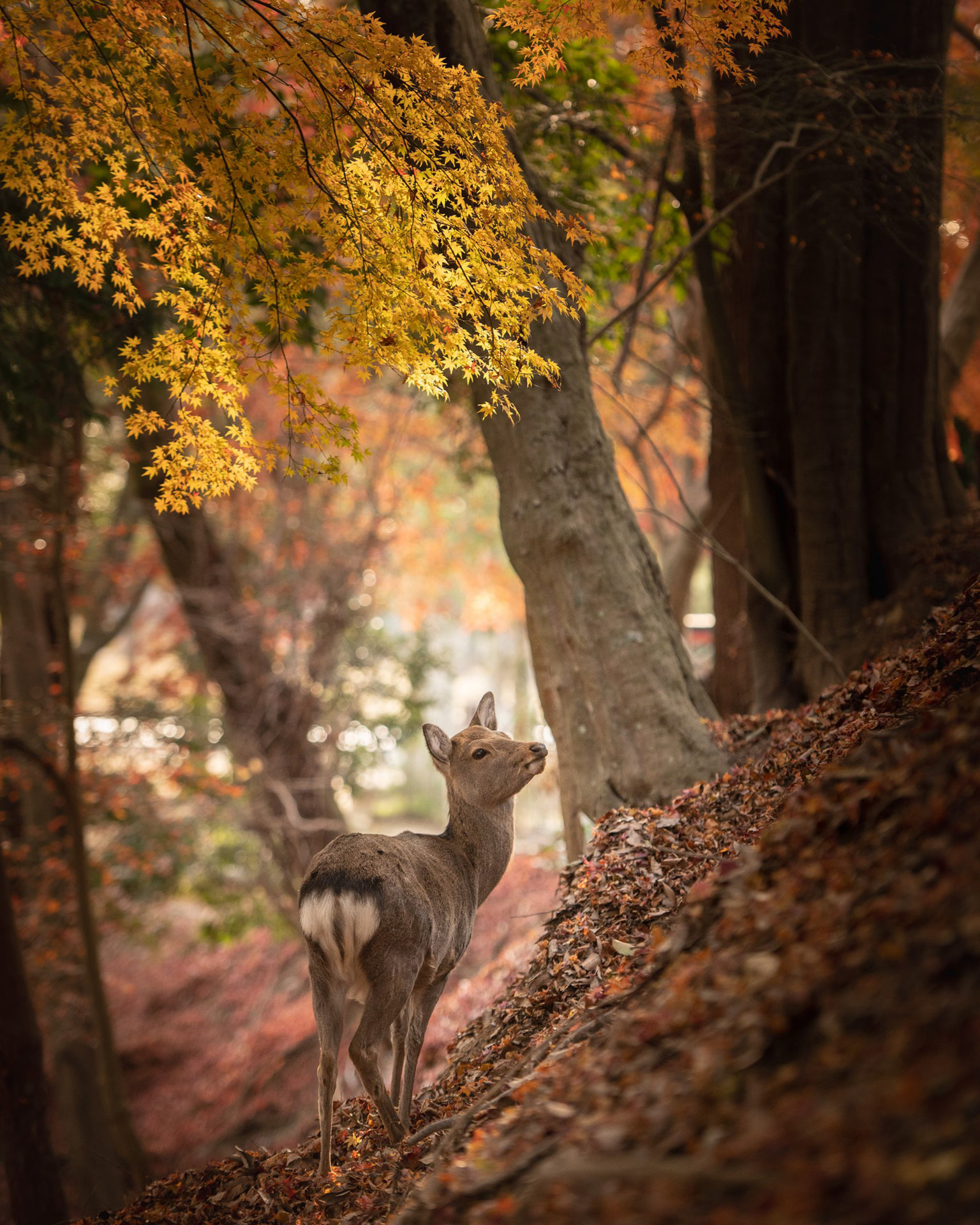 D780／AF-S NIKKOR 70-200mm f/2.8G ED VR II／120mm／絞り優先AE（1/500秒・F2.8・-2/3EV）／ISO 800／WB：マニュアル	https://ganref.jp/m/mislin/portfolios/photo_detail/4553919