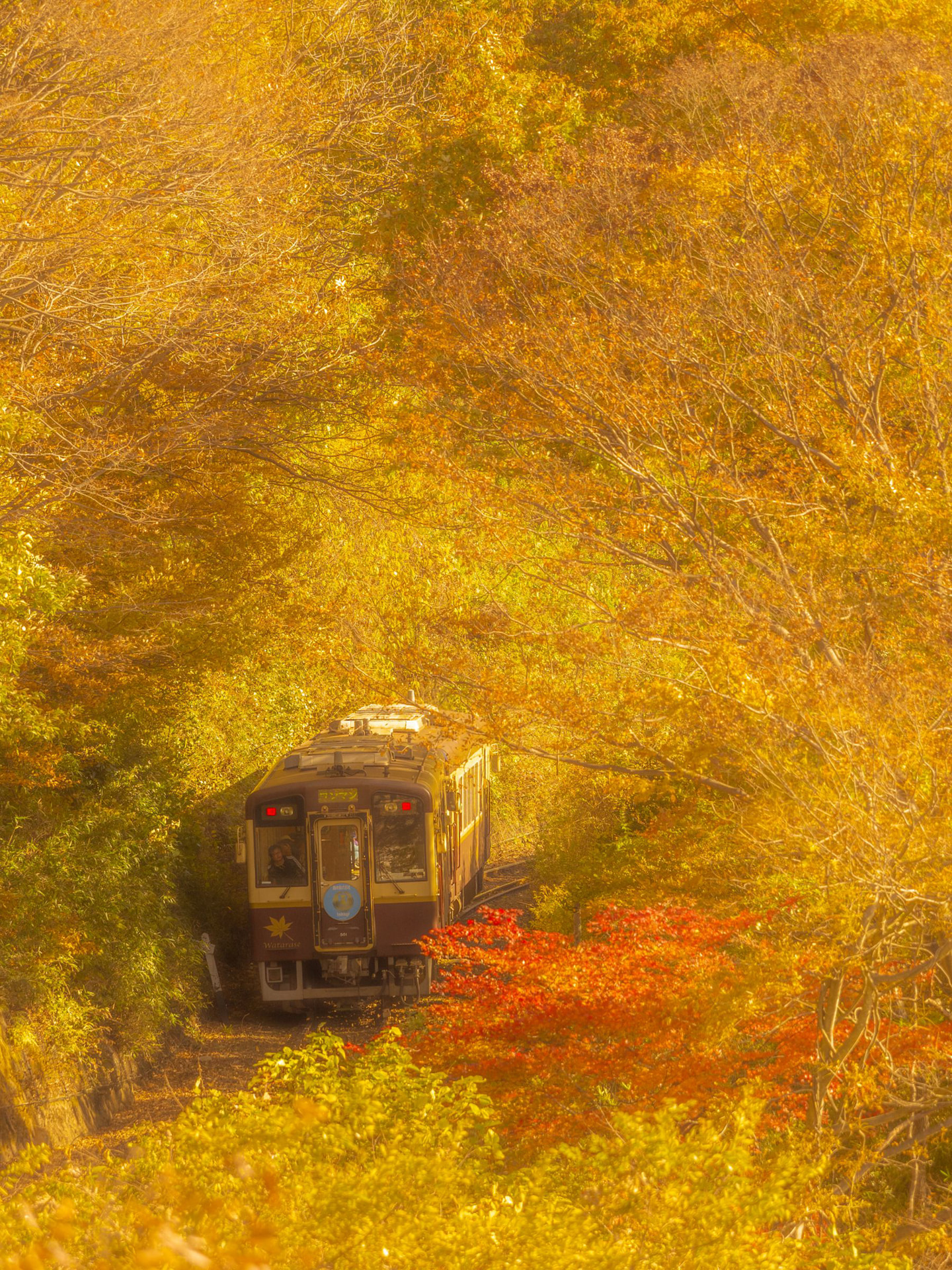 OLYMPUS OM-D E-M5 Mark II／M.ZUIKO DIGITAL ED 40-150mm F2.8 PRO／300mm／絞り優先AE（1/800秒・F3.2）／ISO 250／	https://ganref.jp/m/shosinsha-photo/portfolios/photo_detail/4769898