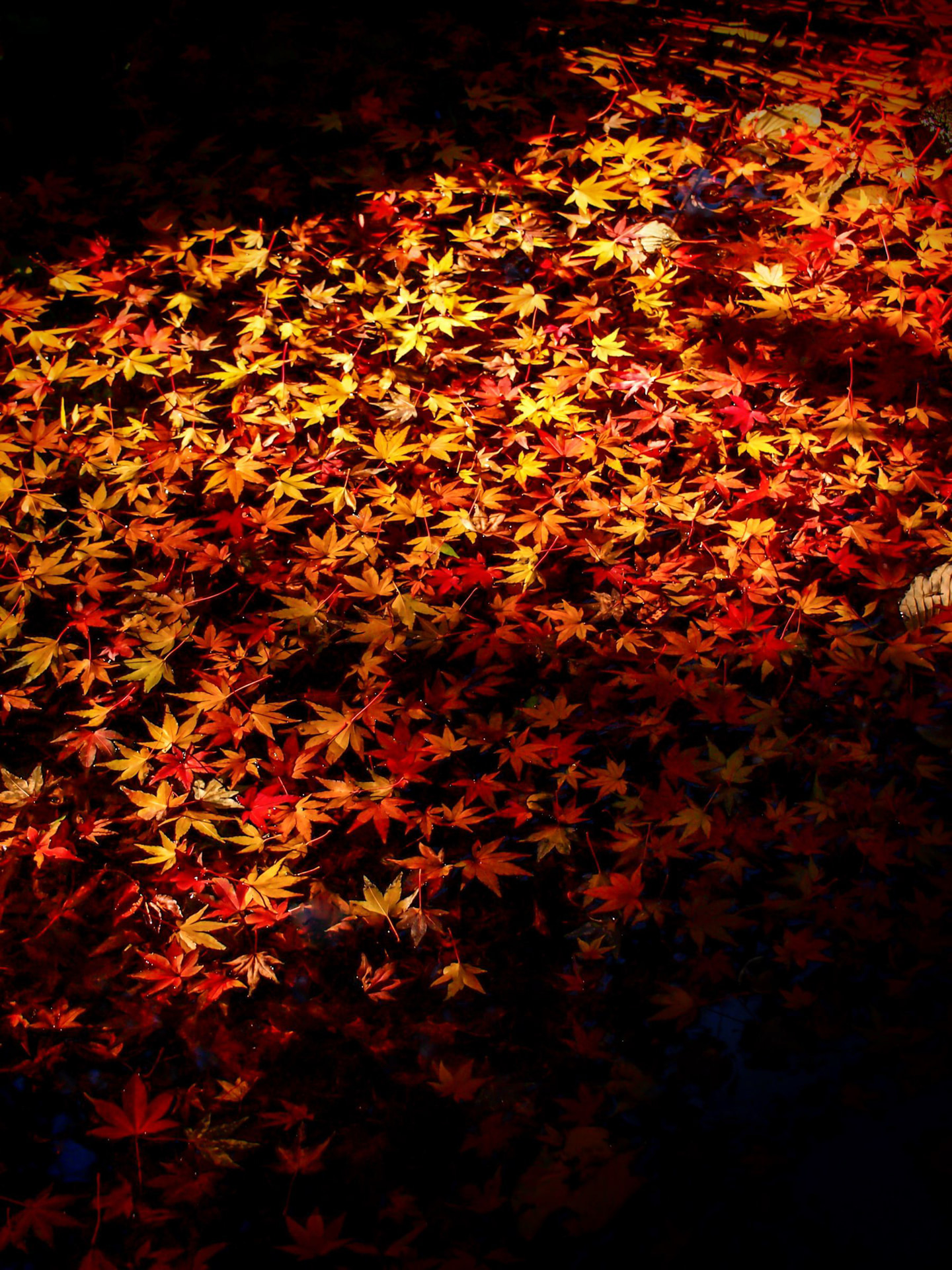 OLYMPUS PEN E-P3／M.ZUIKO DIGITAL ED 14-150mm F4.0-5.6／45mm／絞り優先AE（1/100秒・F6.3・-0.7EV）／ISO 320／WB：マニュアル	https://ganref.jp/m/juna816/portfolios/photo_detail/4543266