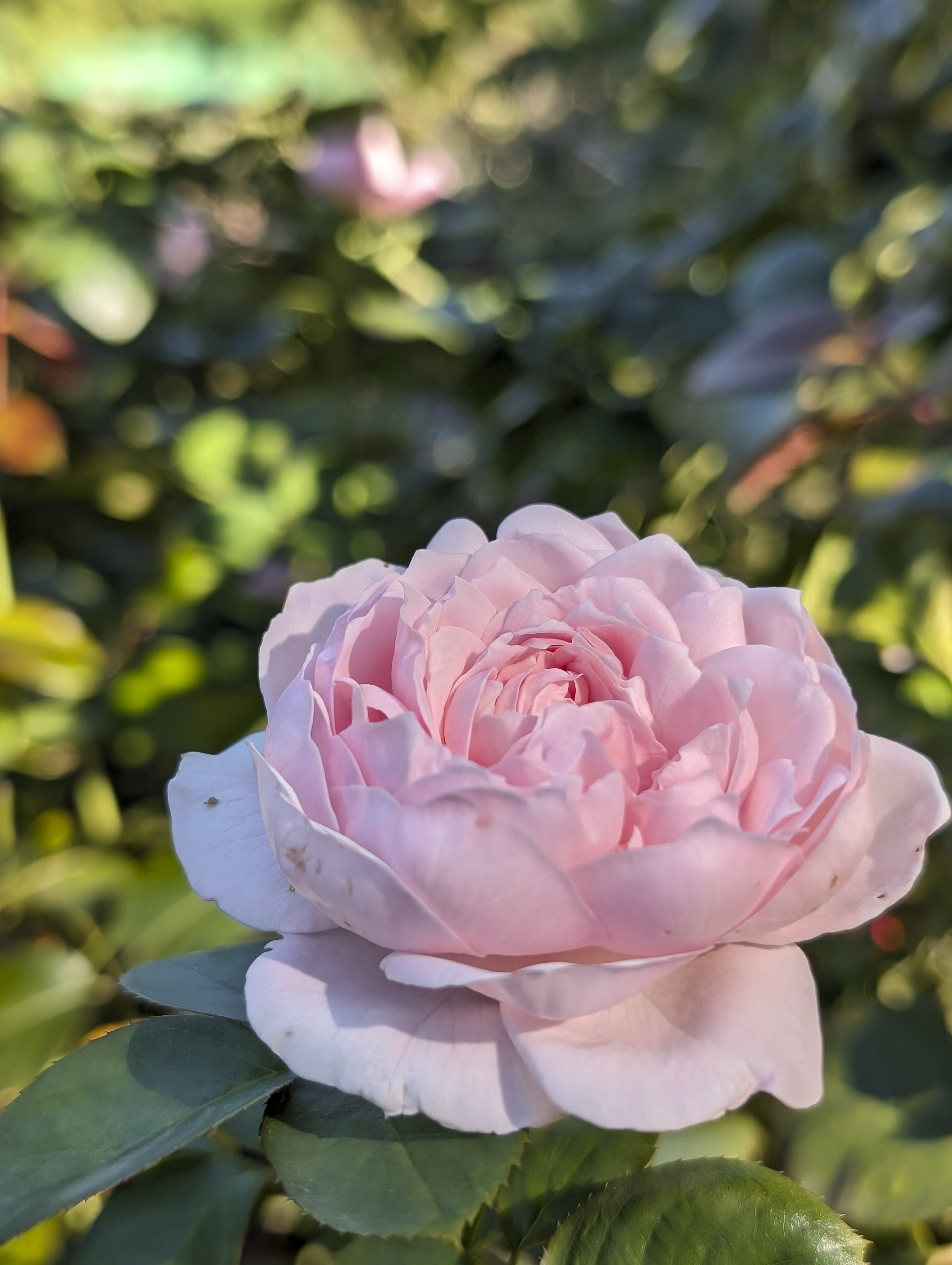 Pixel Pro 8／6.9mm（24mm相当）／1/290秒／F1.7／ISO 21