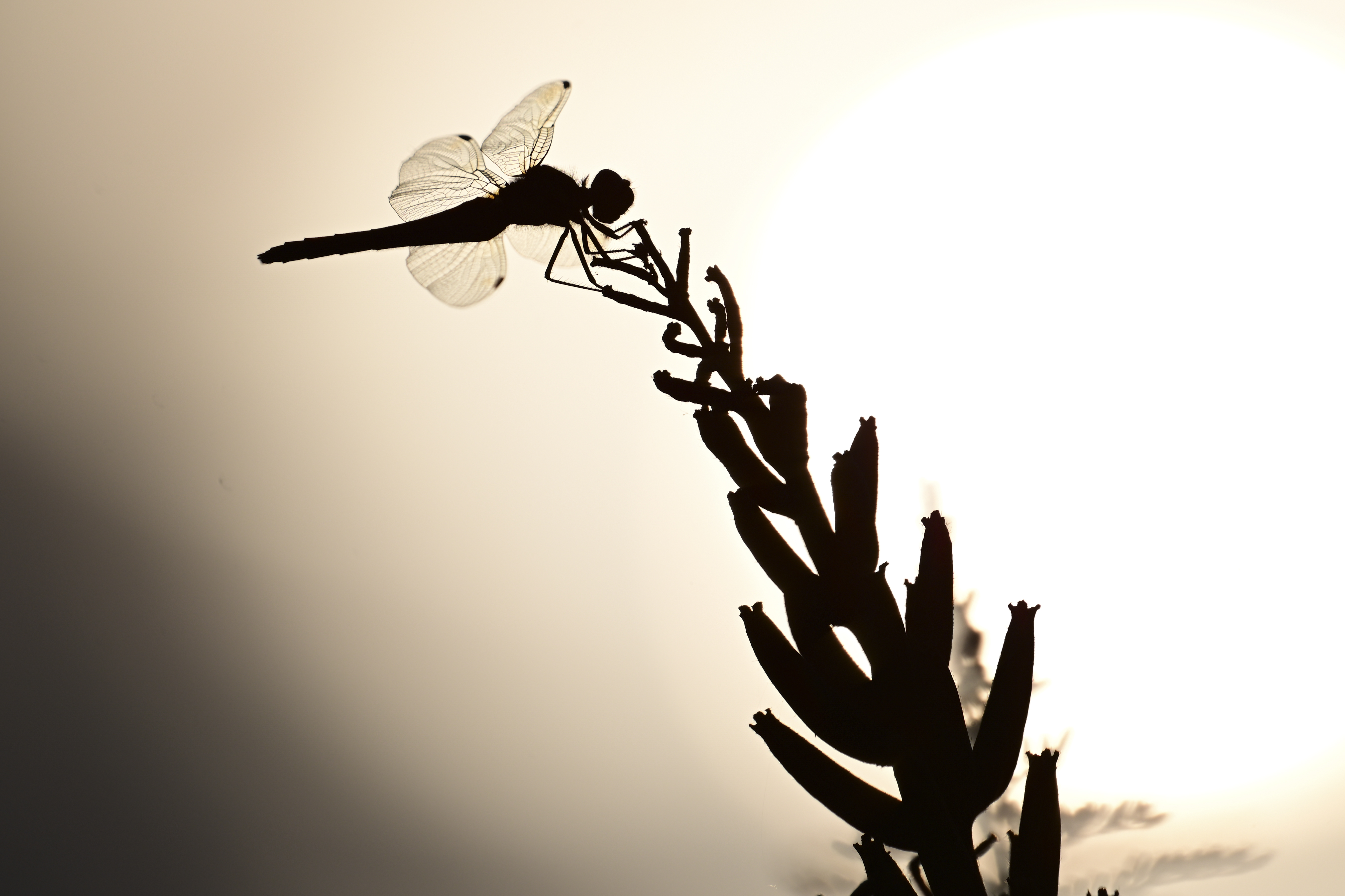 Z 9／NIKKOR Z 600mm f/6.3 VR S／900mm（DXクロップ）／マニュアル露出（1/2,500秒、F6.3）／ISOオート（ISO 64）