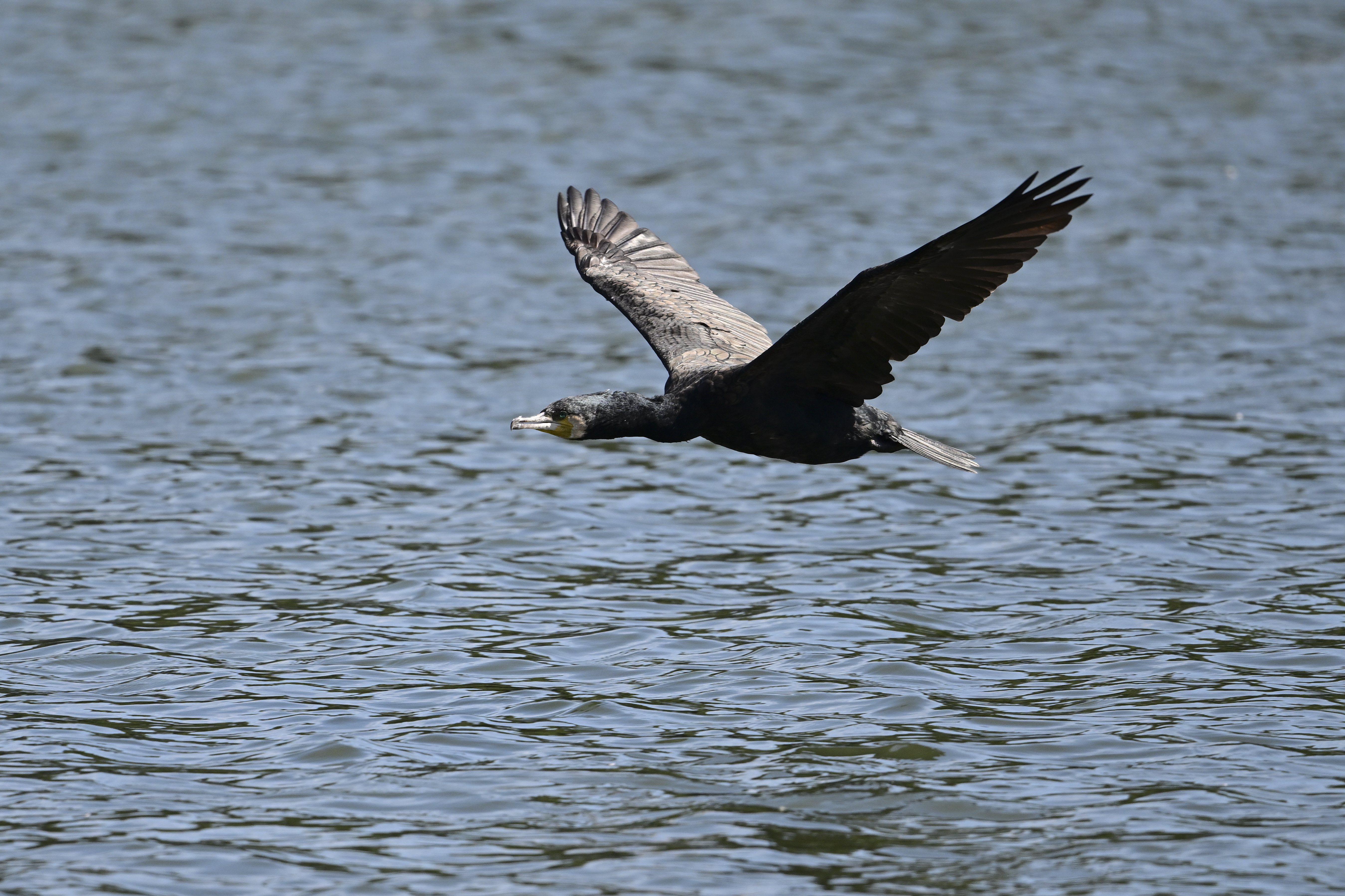 Z 9／NIKKOR Z 600mm f/6.3 VR S／900mm（DXクロップ）／マニュアル露出（1/2,000秒、F6.3）／ISOオート+0.3（ISO 720）