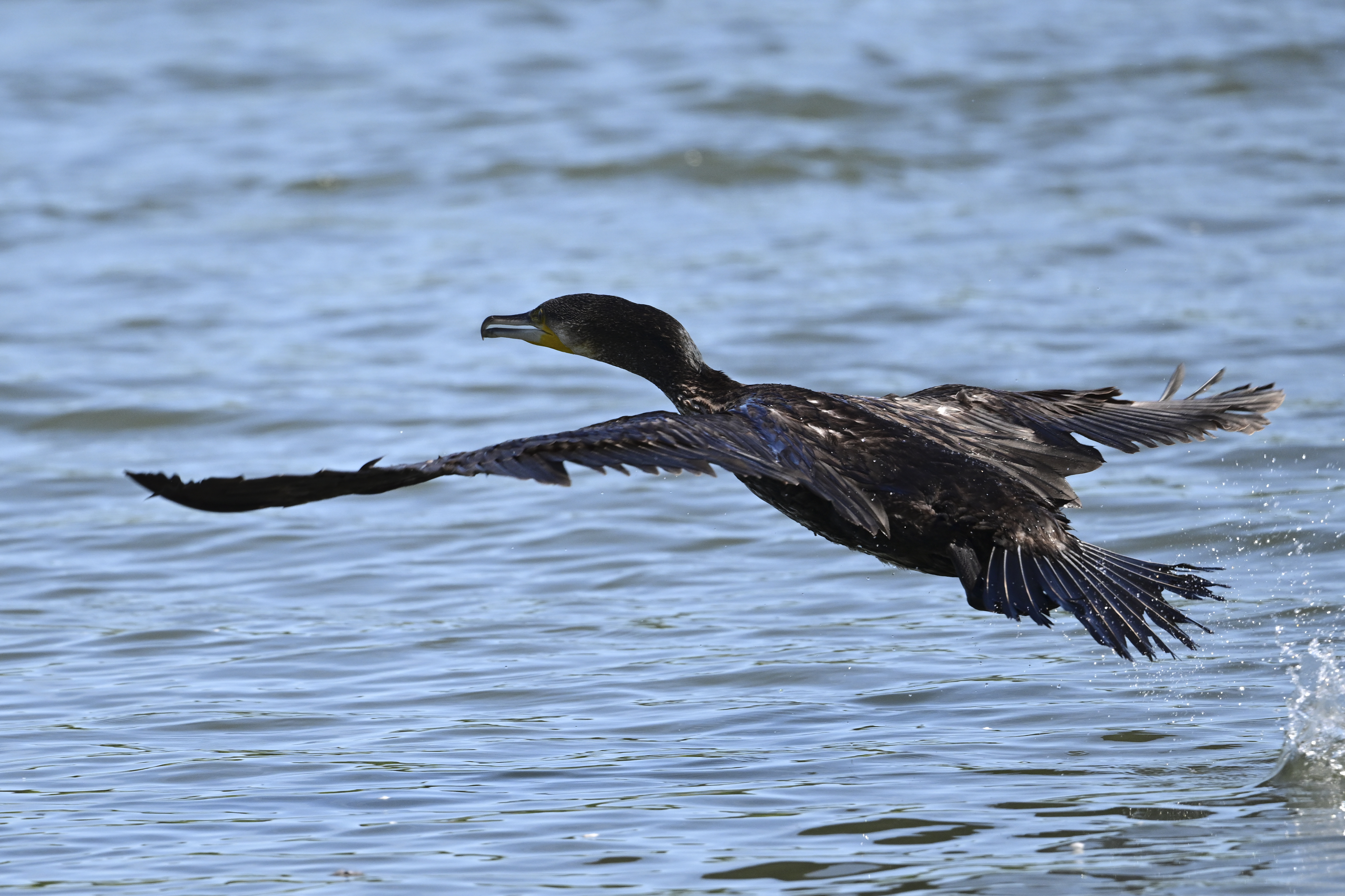 Z 9／NIKKOR Z 600mm f/6.3 VR S／900mm（DXクロップ）／マニュアル露出（1/2,000秒、F6.3）／ISOオート（ISO 560）