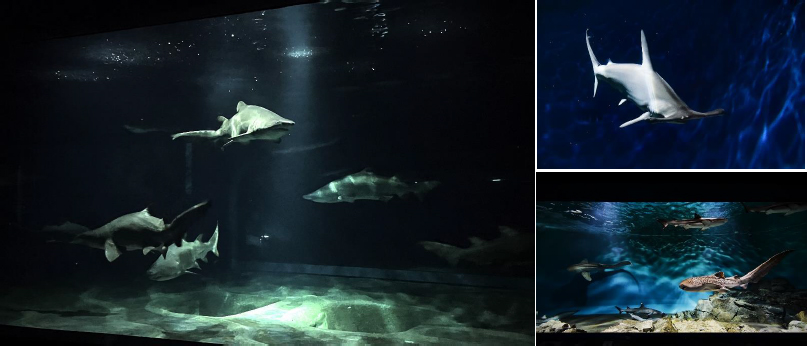 悠久の海ゾーン