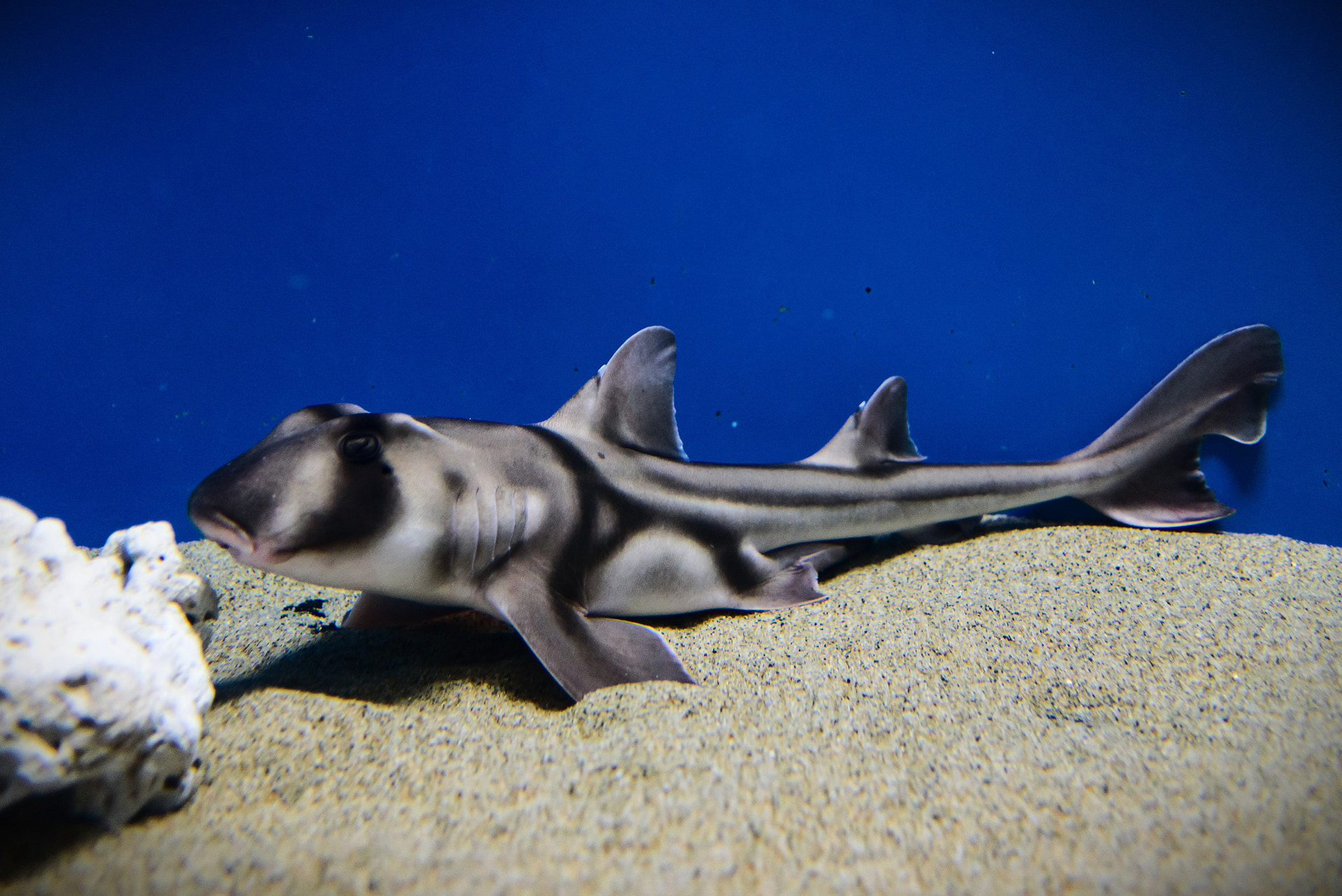 ポートジャクソンシャーク