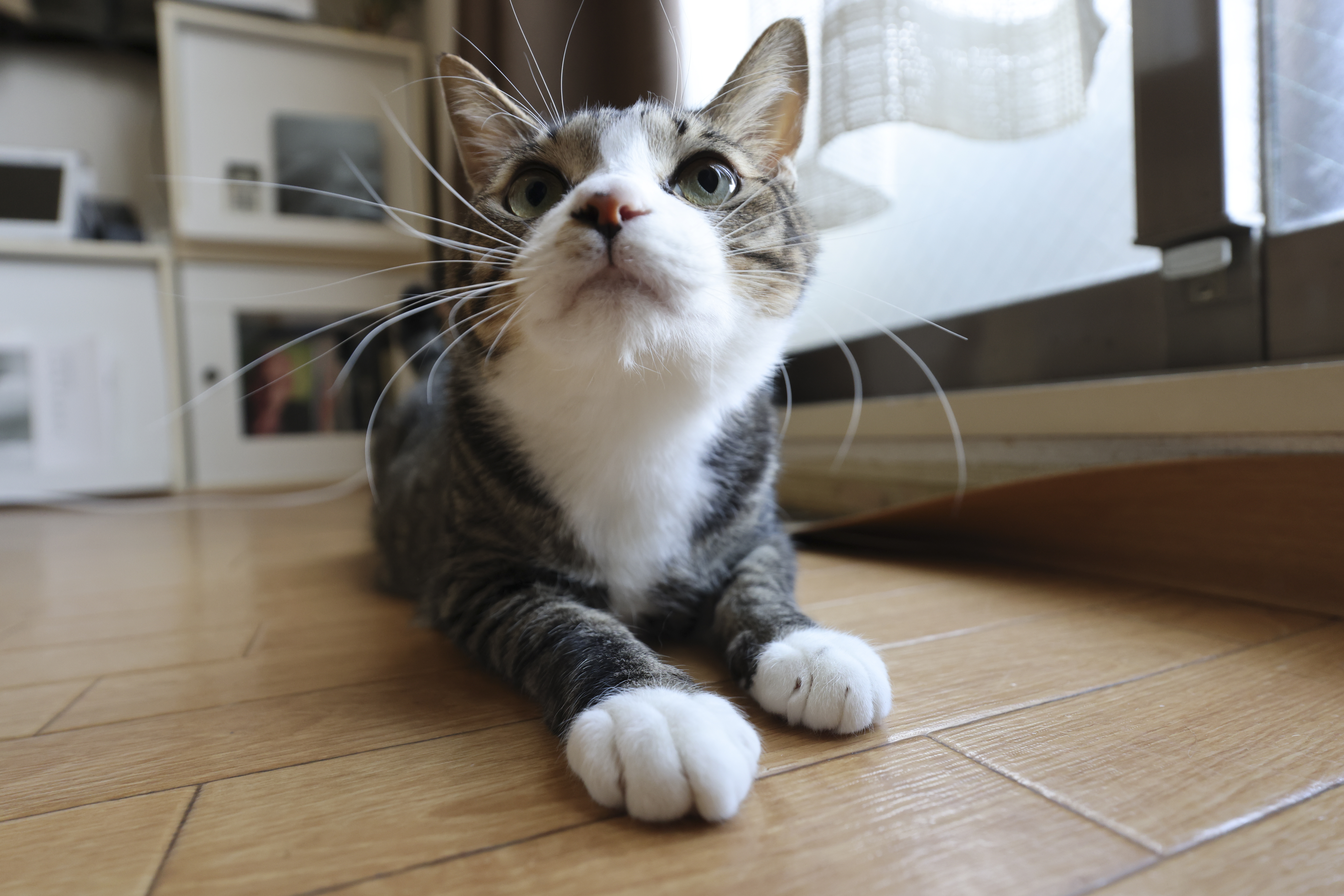 EOS R5／RF10-20mm F4 L IS STM／20mm／絞り優先AE（1/80秒、F8.0、＋1.0EV）／ISO 1600