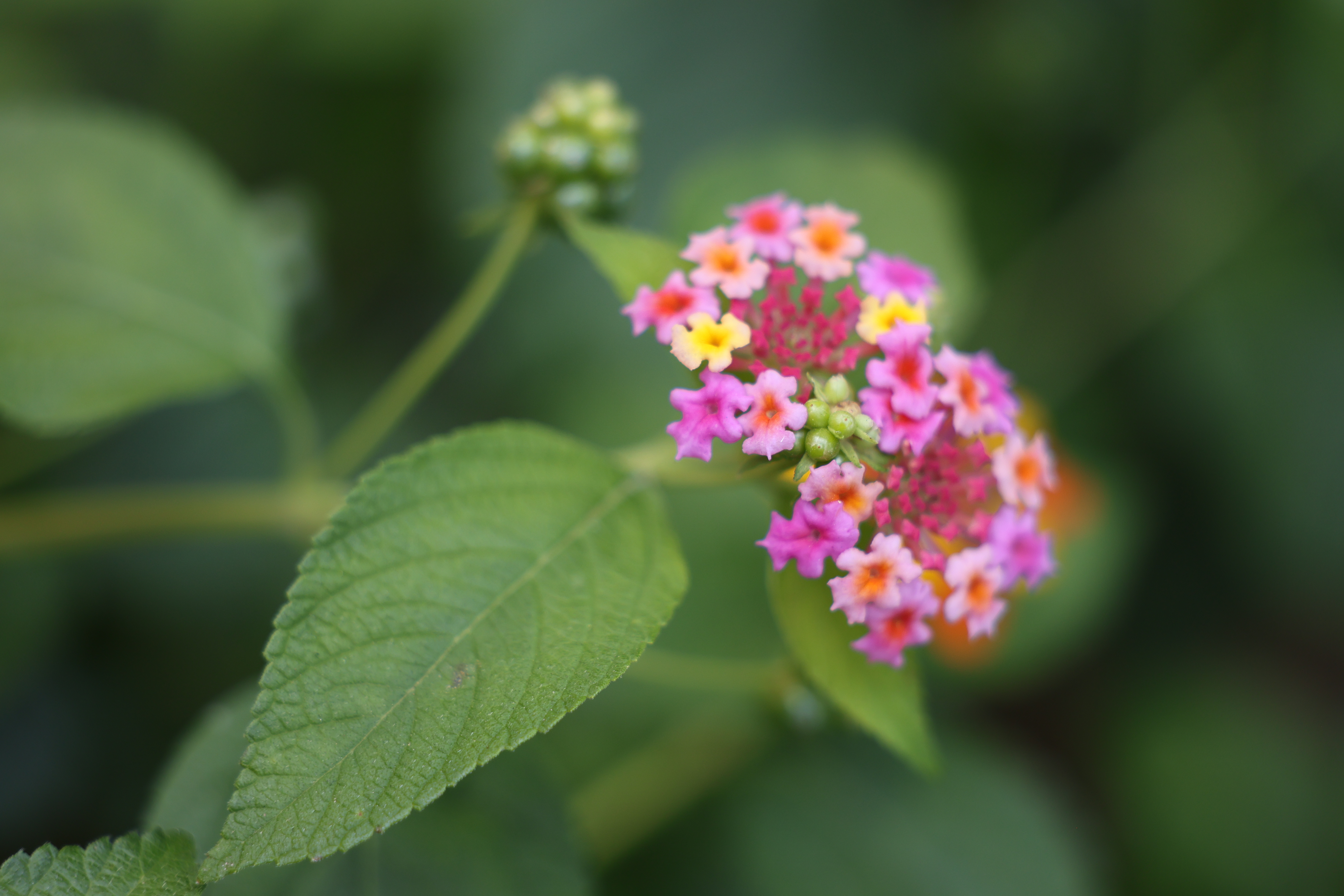 EOS R6 Mark II／RF24-105mm F2.8 L IS USM Z／105mm／絞り優先AE（1/400秒、F2.8、−0.3EV）／ISO 400