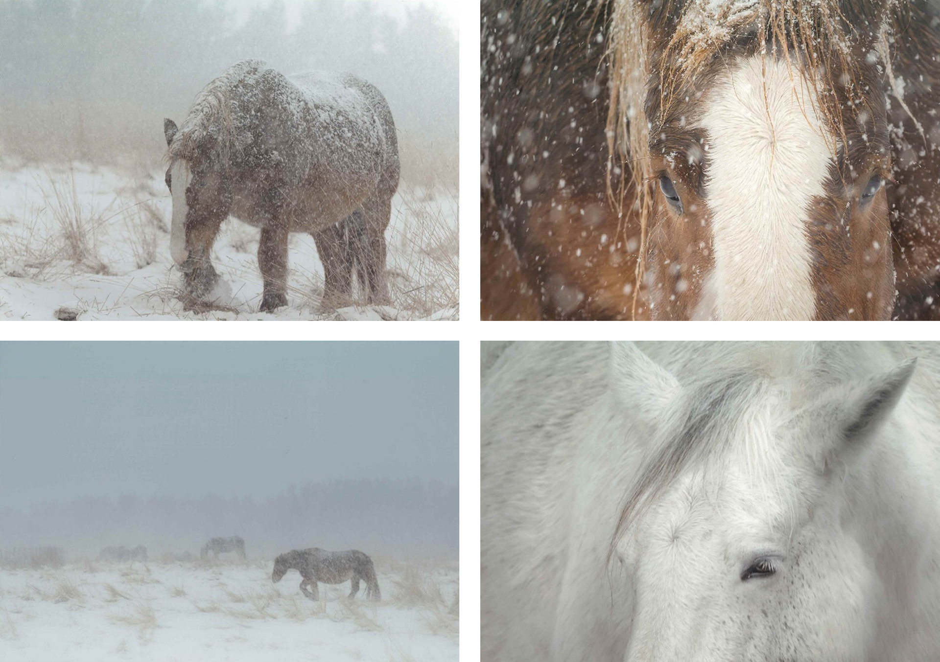 「アタカの冬」（組写真）/瓜田英司（青森）