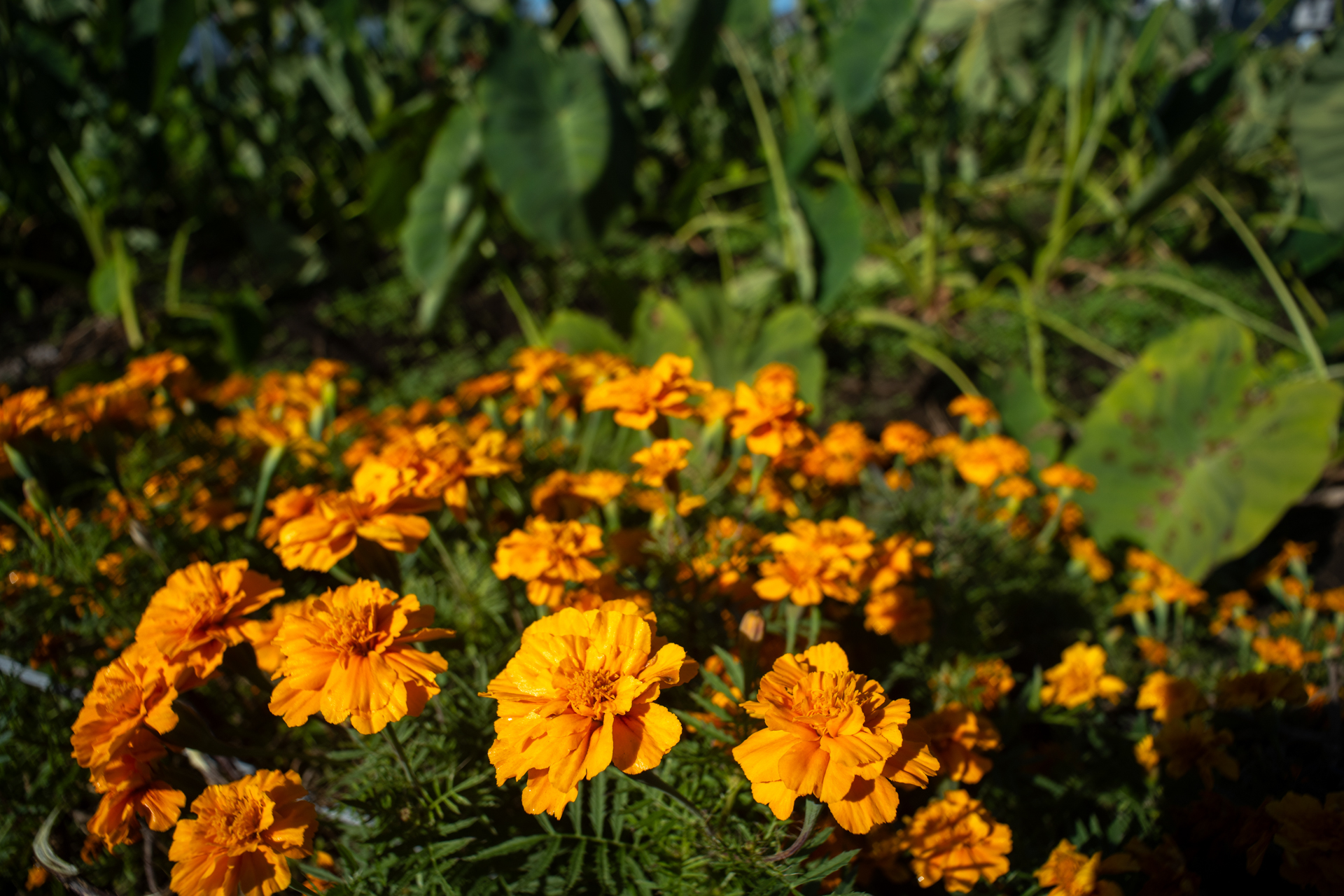 LUMIX S5IIX／SUPER ANGULON-R f4/21mm／マニュアル露出（F5.6・1/500秒・±0EV）／ISO 100