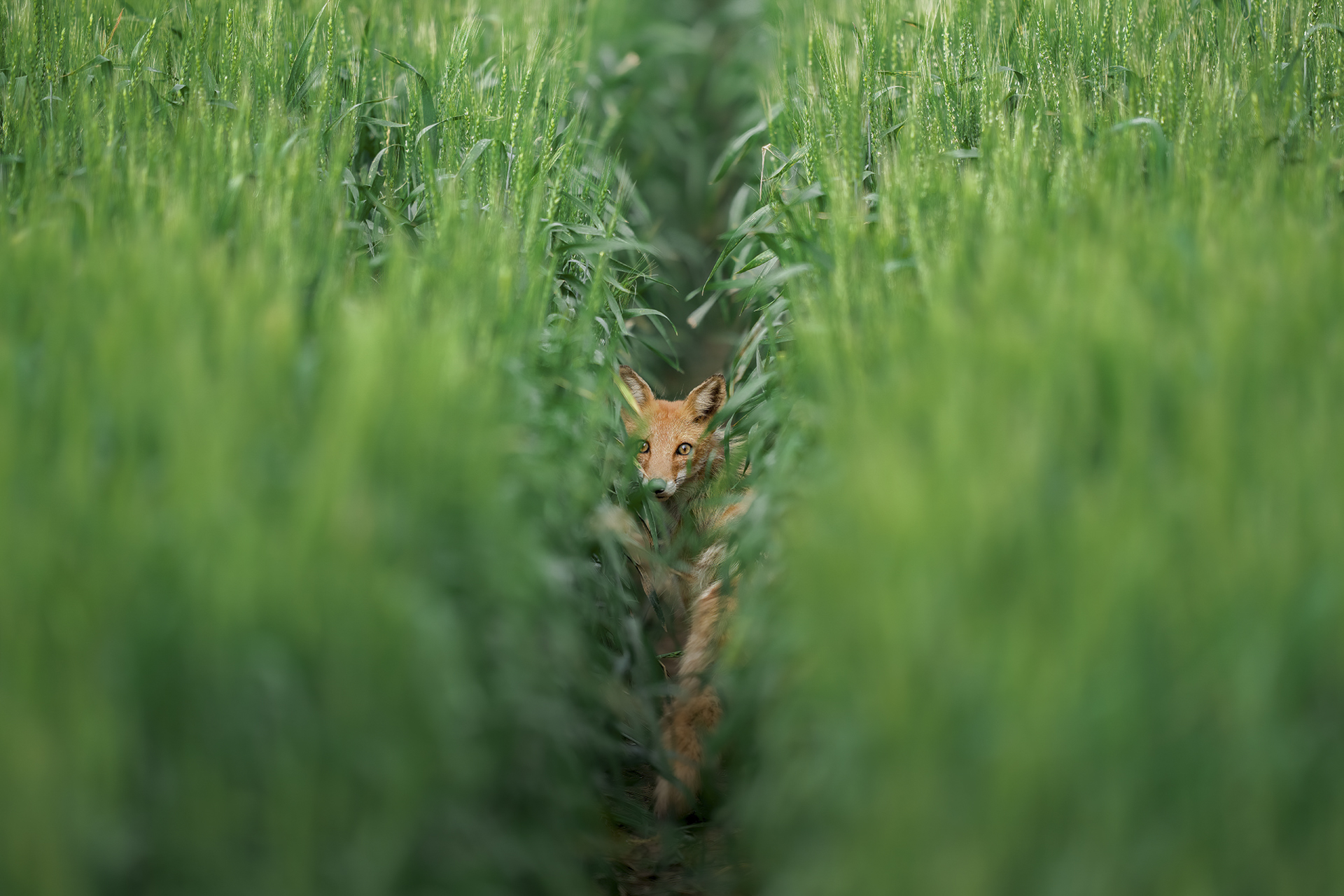 麦畑をいく美人な「きつね母さん」が、僕の気配を感じて振り返った。その佇まいに亡くなった母との思い出、母への想いがよみがえった<br><span class="fnt-85">α1／FE 400mm F2.8 GM OSS／マニュアル露出（1/1,600秒、F2.8）／ISO 320</span>