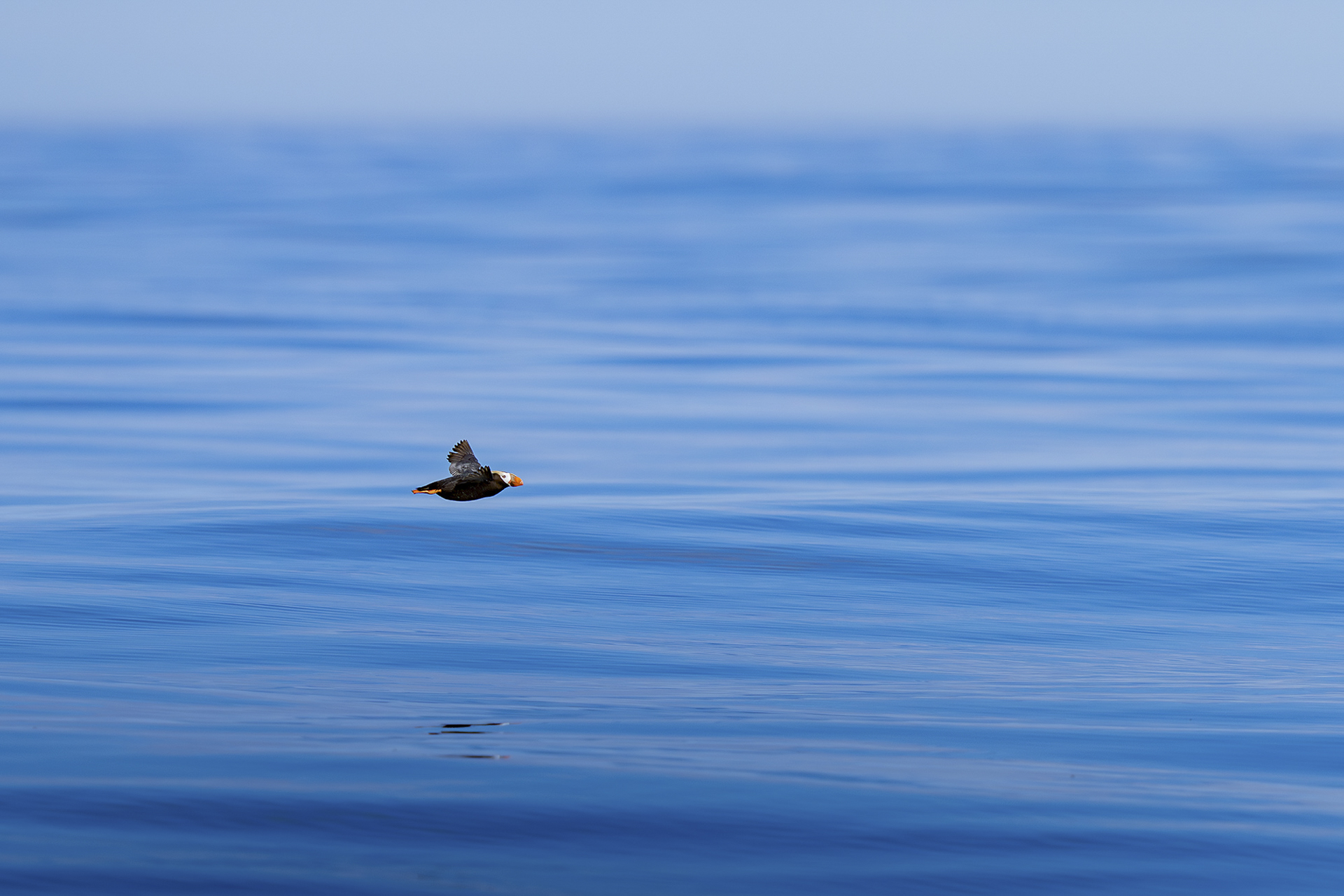 穏やかな青い海を彩るエトピリカのクチバシは、筆舌に尽くしがたい美しさ。もっとも素敵な瞬間のひとつに出会えたと信じている<br><span class="fnt-85">α1／FE 400mm F2.8 GM OSS／マニュアル露出（1/4,000秒、F4.0）／ISO 100</span>