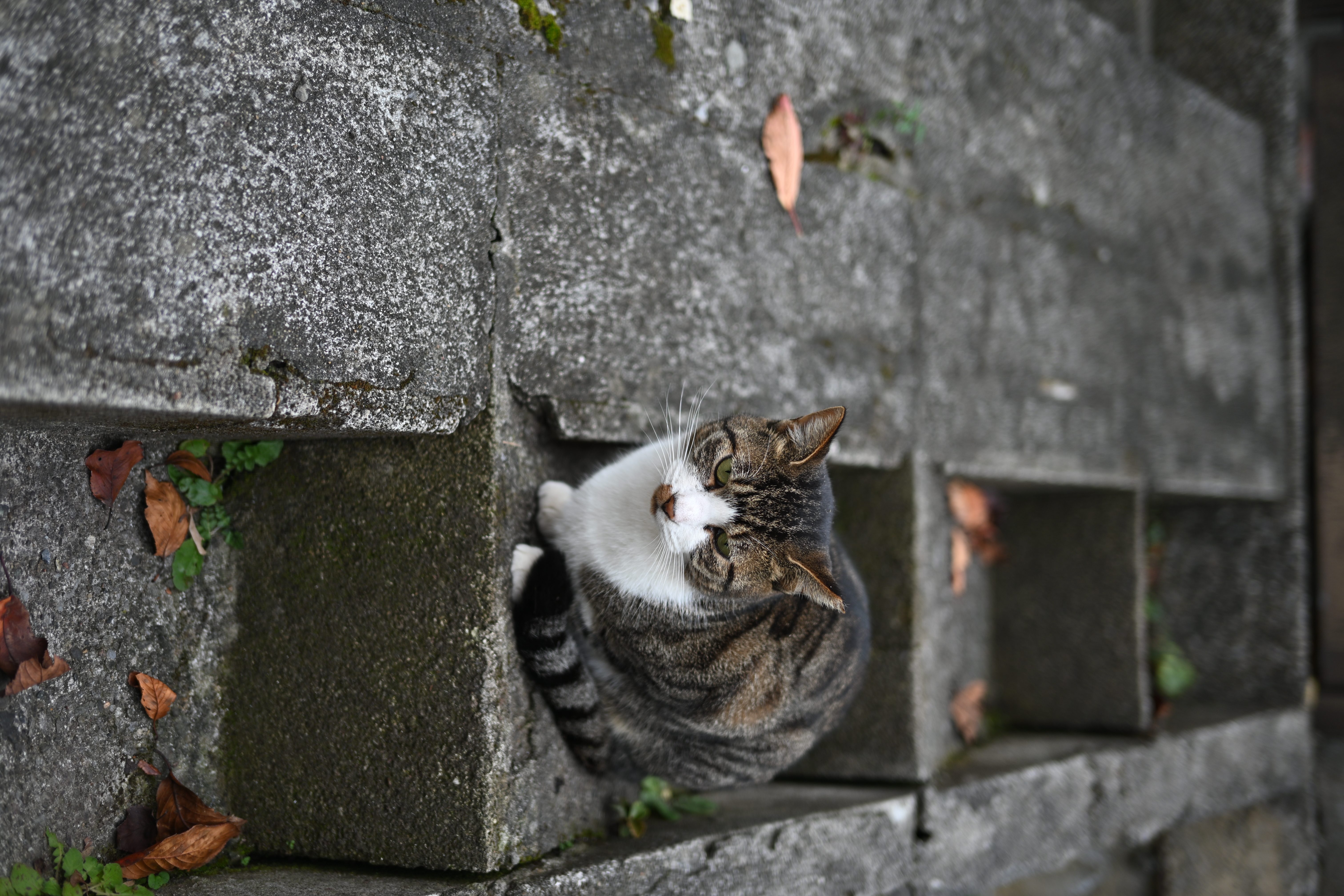 Z f／NIKKOR Z 40mm f/2（SE）／絞り優先AE（1/320秒、F2.0、±0.0EV）／ISO 100