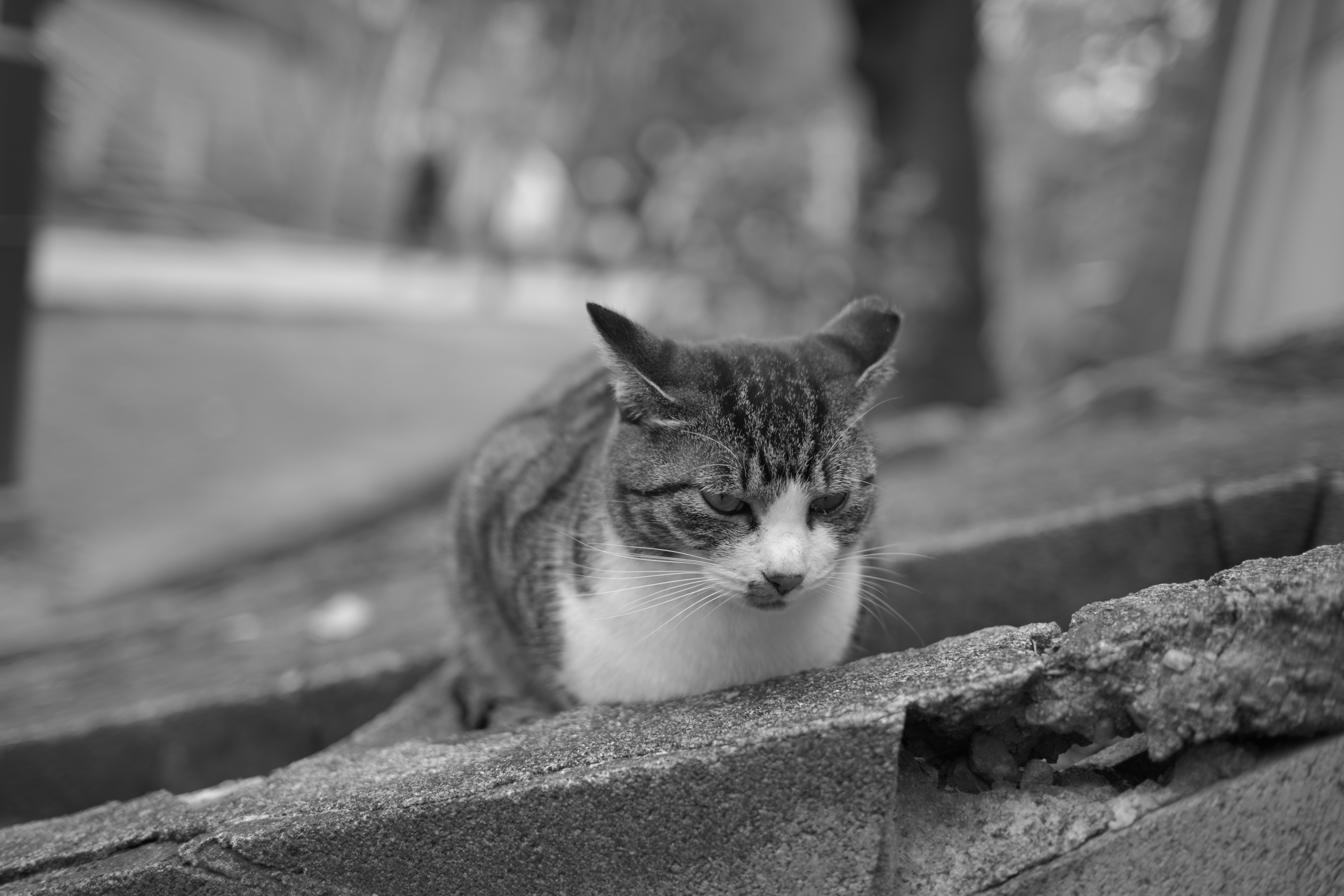 Z f／NIKKOR Z 40mm f/2（SE）／絞り優先AE（1/250秒、F2.0、＋0.3EV）／ISO 100